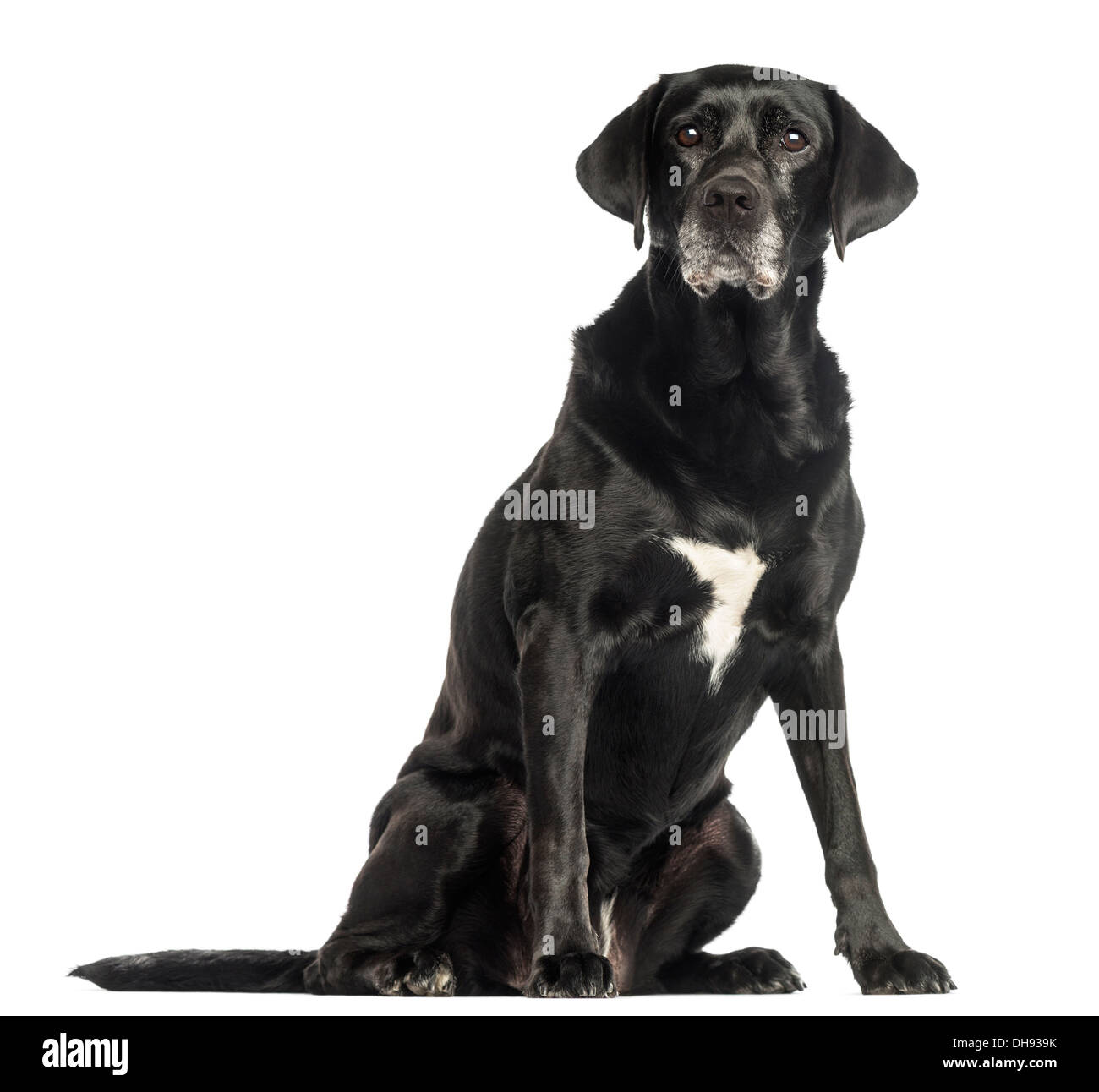 Alter Hund sitzt vor weißem Hintergrund Stockfoto