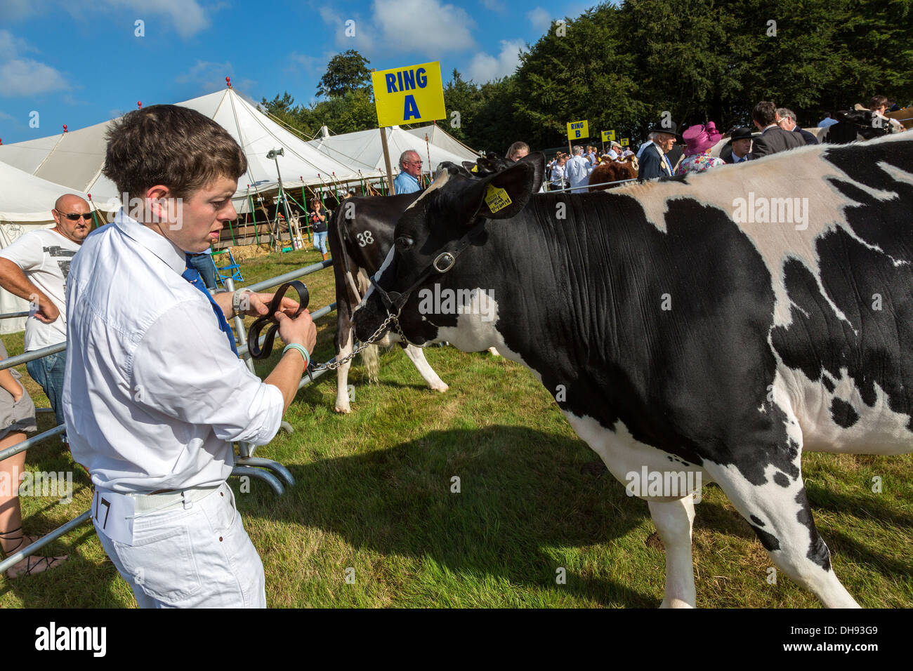 Aylsham Landwirtschaftsausstellung, Norfolk, Großbritannien. Vieh und Vieh Display und urteilen. Stockfoto