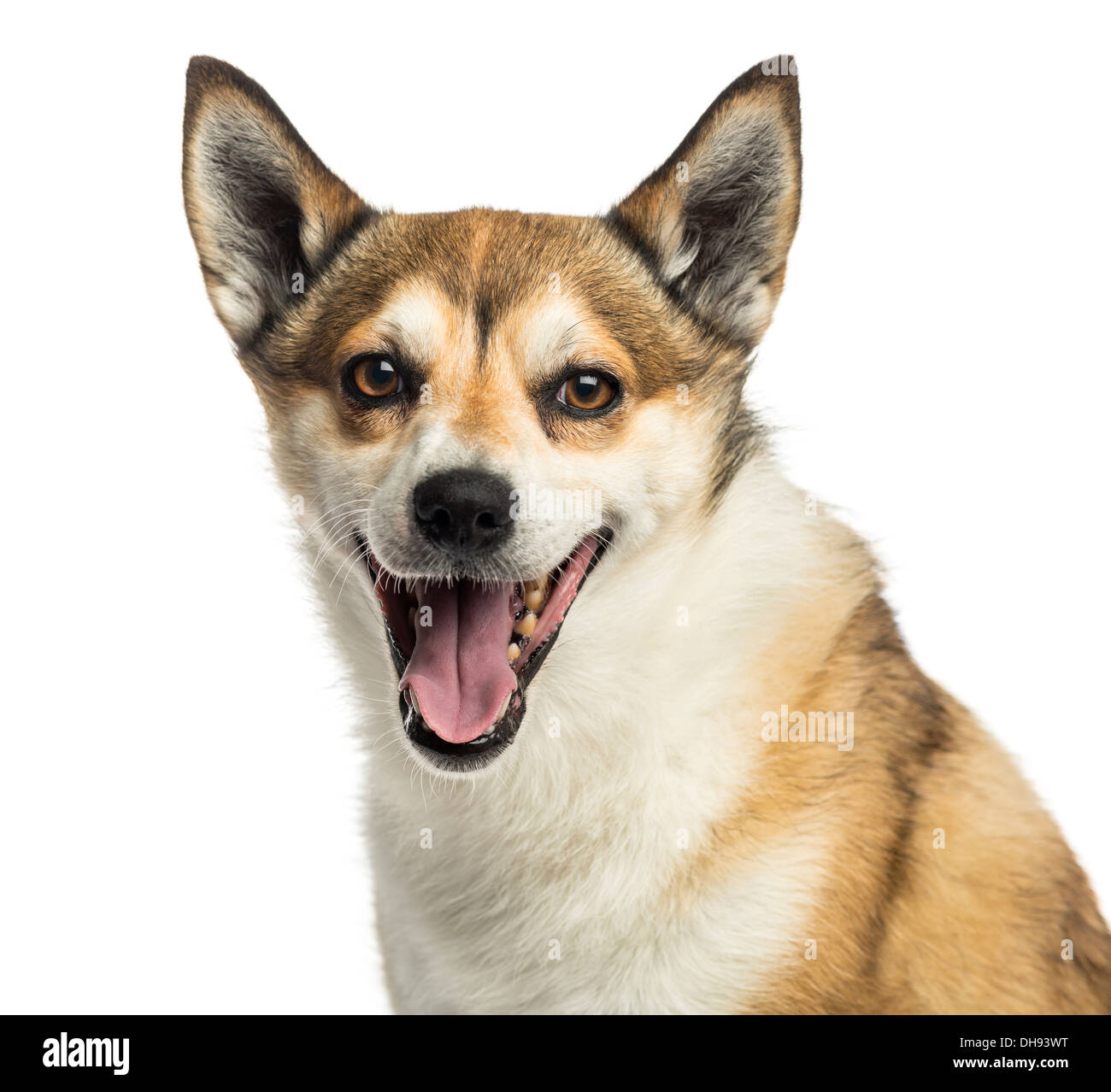 Nahaufnahme von einem norwegischen Lundehund keuchend vor weißem Hintergrund Stockfoto