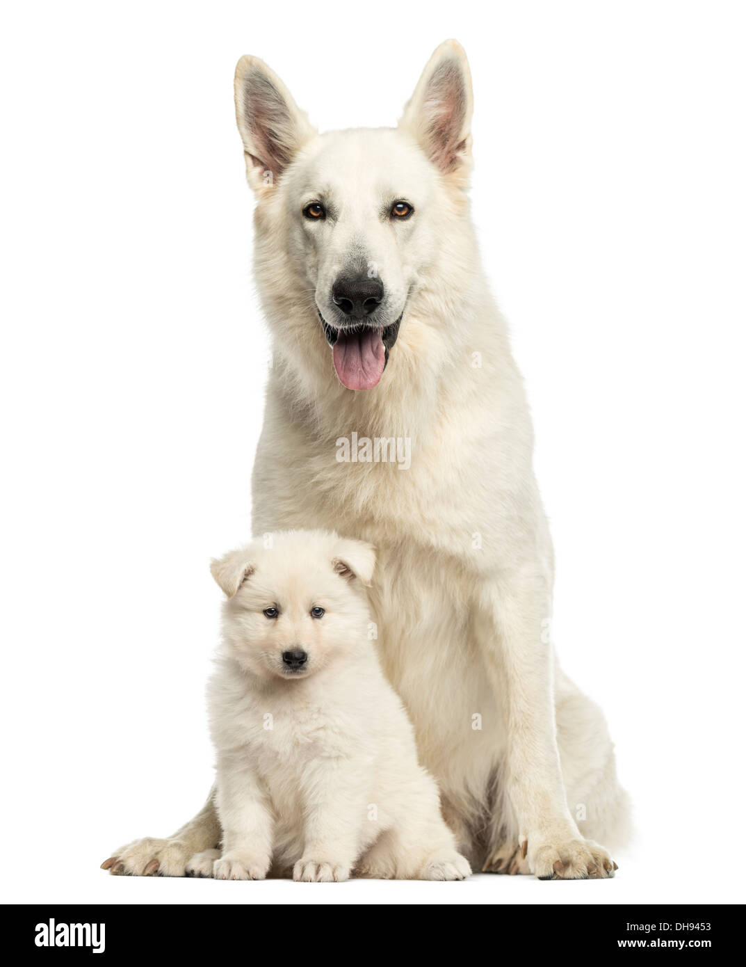 Weiße Schweizer Schäferhund Mutter mit Welpen vor weißem Hintergrund Stockfoto