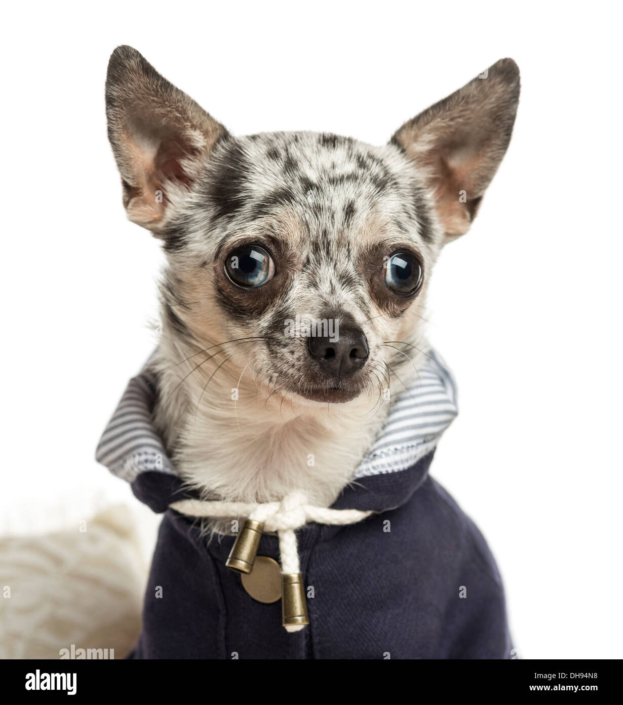 Nahaufnahme von einem verkleidete Chihuahua vor weißem Hintergrund Stockfoto