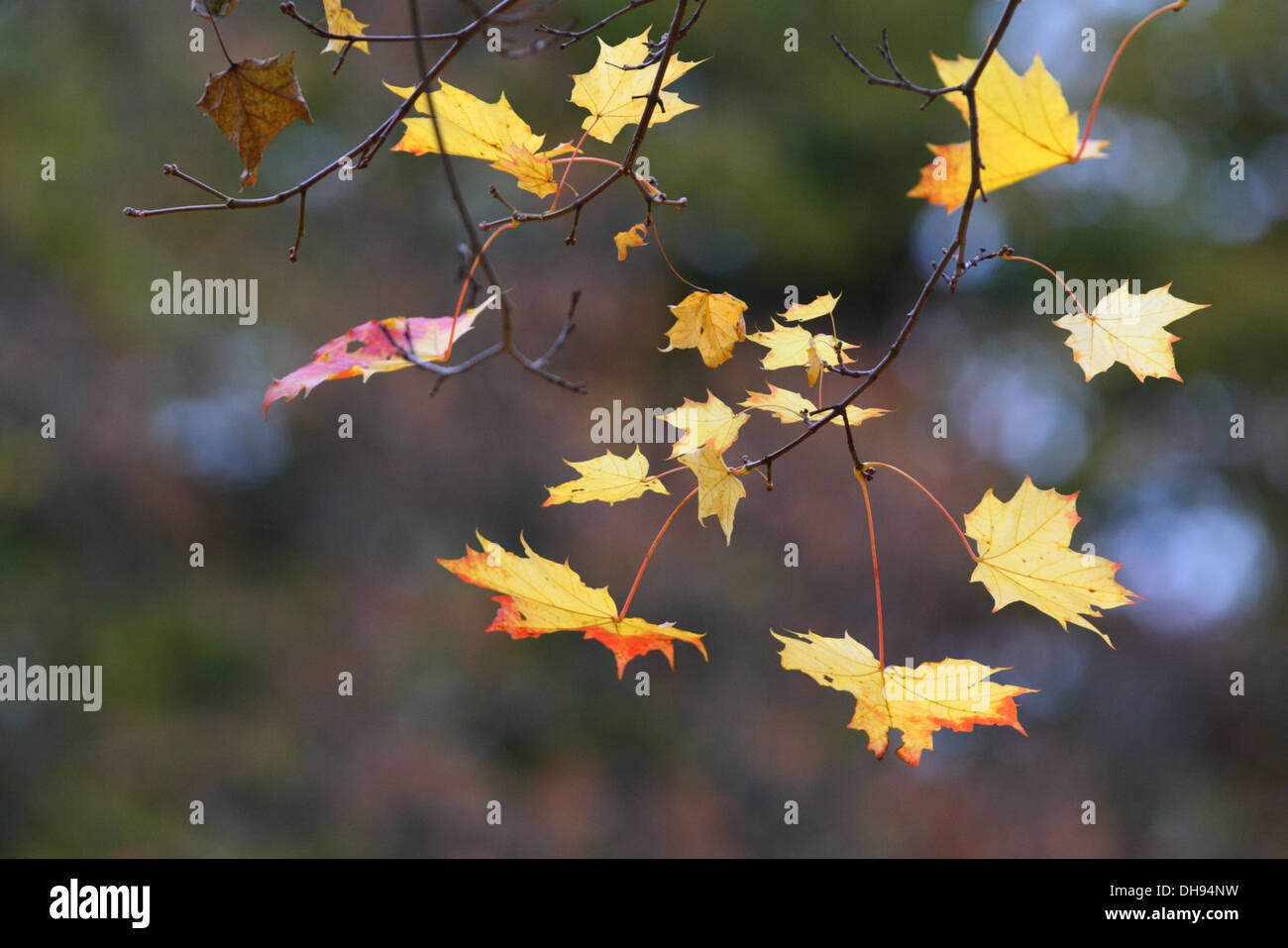 Bunte Mapple Baum Blätter. Europa Stockfoto