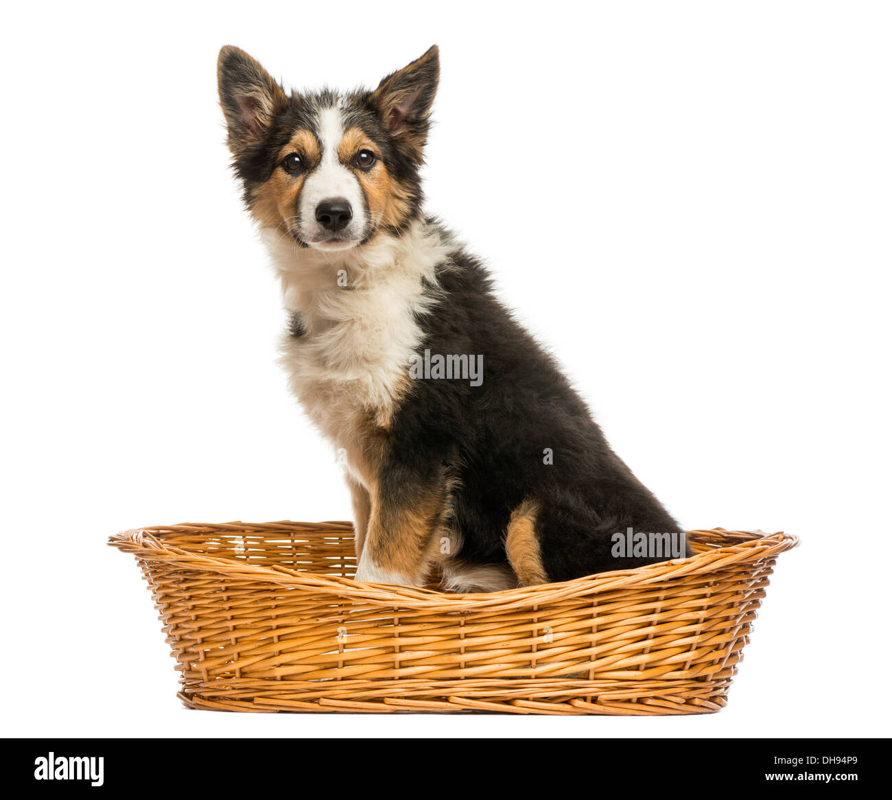 Seitenansicht des ein Border-Collie sitzend in einem Weidenkorb auf weißen Hintergrund Stockfoto