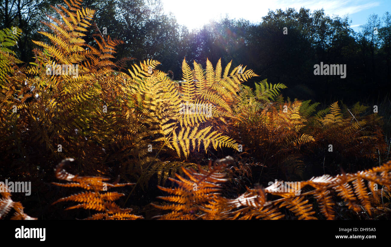 An einem kalten, hellen Novembermorgen in Carmarthenshire Wales UK KATHY DEWITT strömt im Herbst Sonnenlicht durch Bäume zu hinterleuchteten Bracken Stockfoto