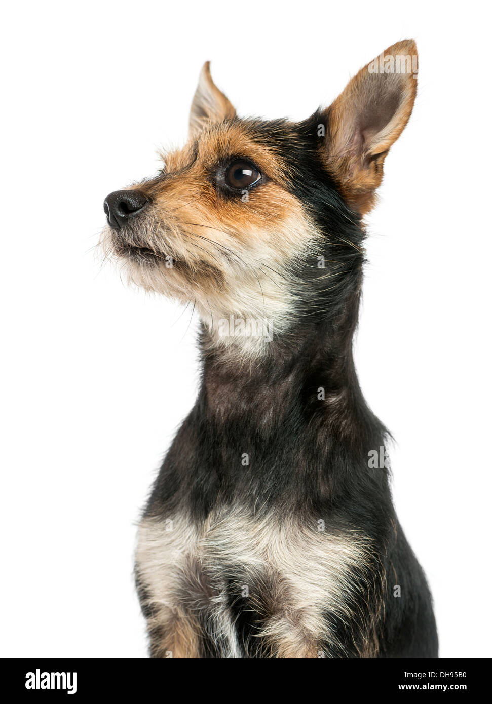 Nahaufnahme von einem Mischling Hund Profil vor weißem Hintergrund Stockfoto