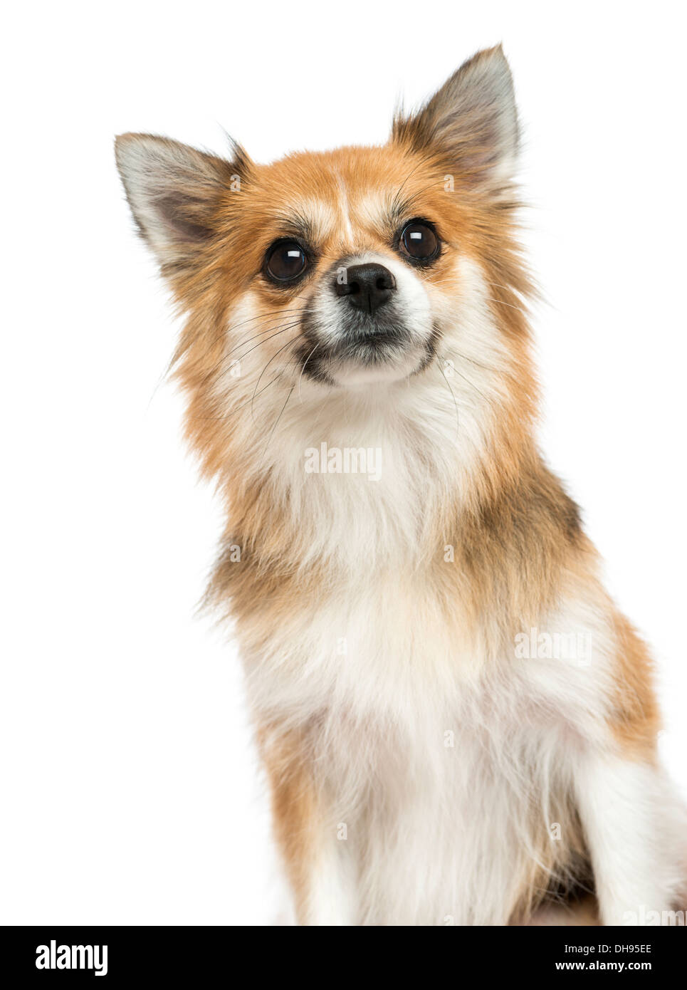 Close-up of a Chihuahua suchen auf weißem Hintergrund Stockfoto