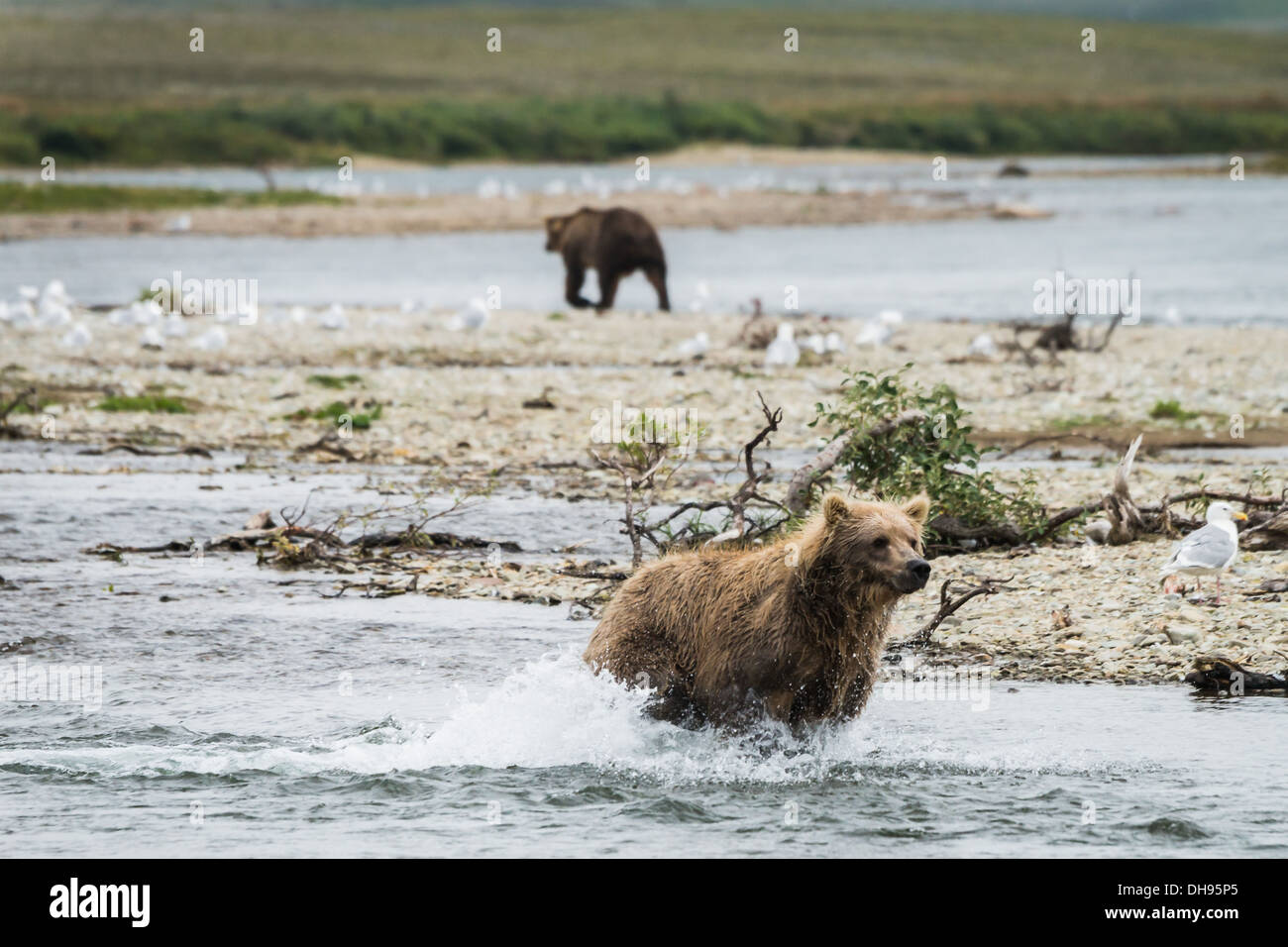 Grizzlybären (Ursus Arctos Gyas) und Mew Möwen (Larus Canus) auf der Suche nach Nahrung Stockfoto