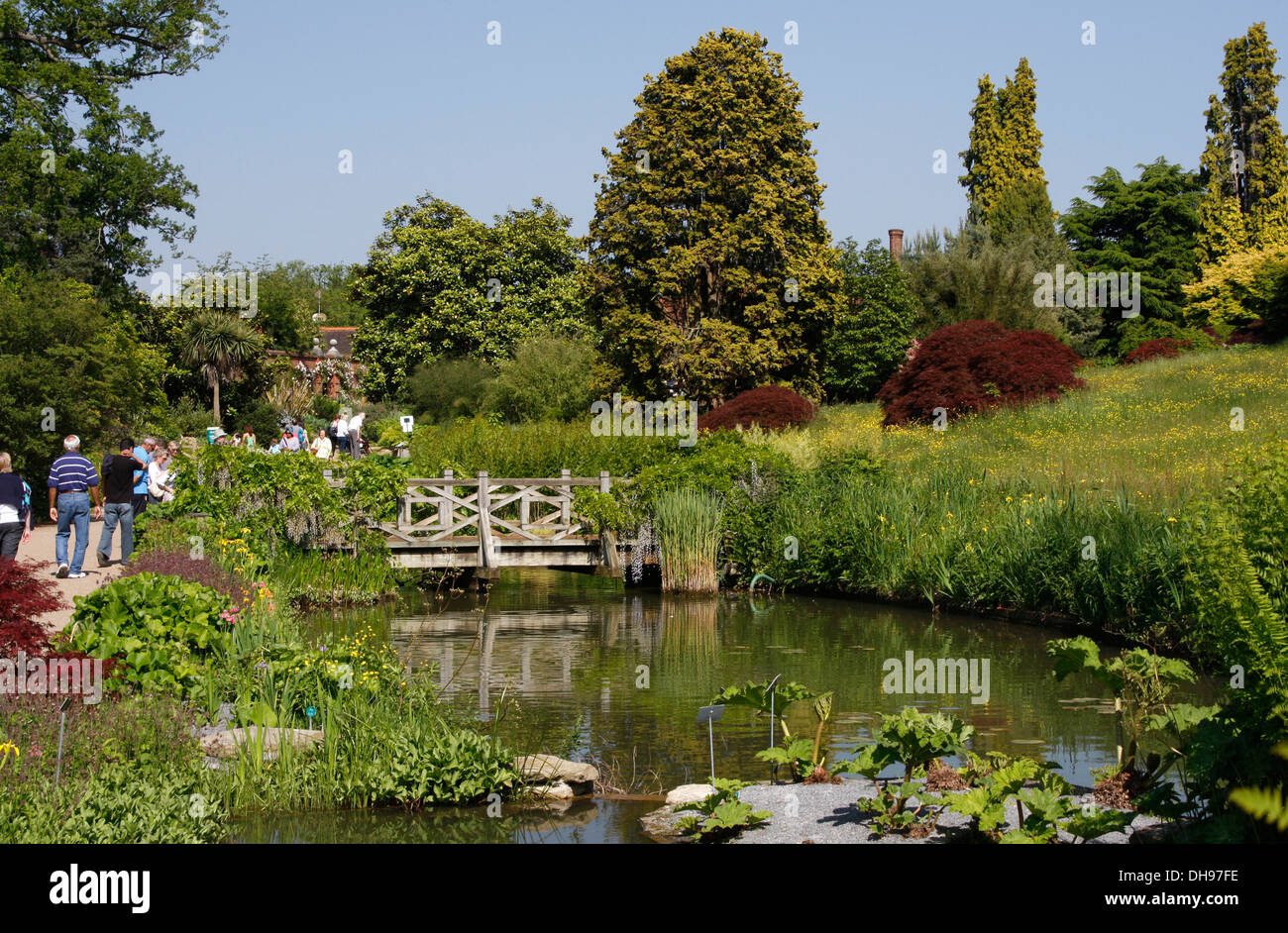 RHS Wisley Gärten im Sommer Stockfoto