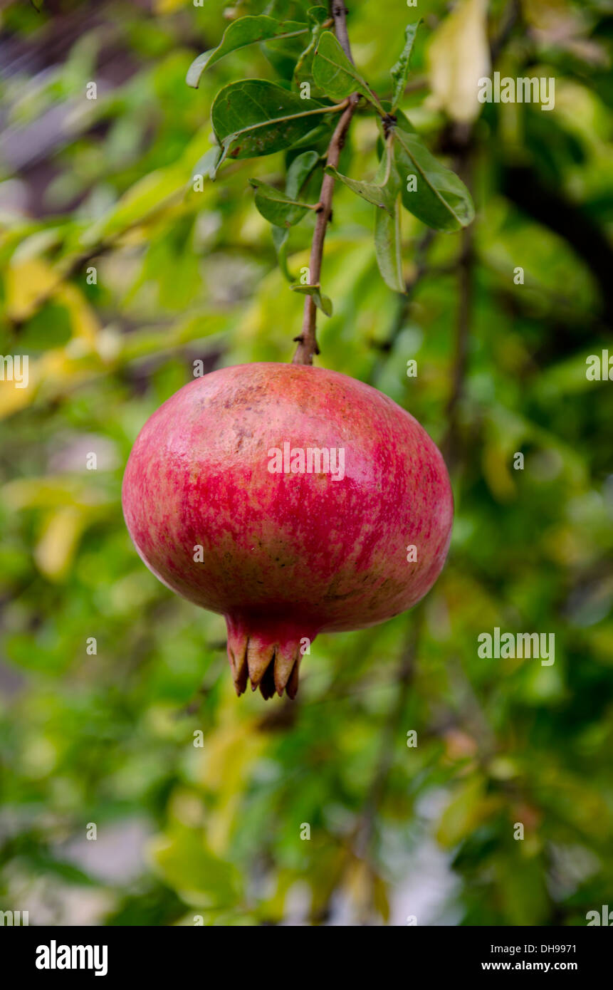 Reife Granatapfel (Punica Granatum) hängen am Baum, Andalusien, Spanien. Stockfoto