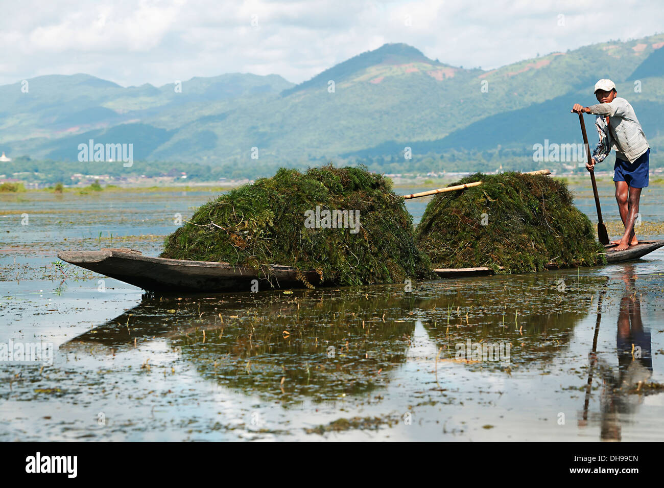 Bauern sammeln See Weed für Tierfutter auf Inya See; Shan State in Myanmar Stockfoto