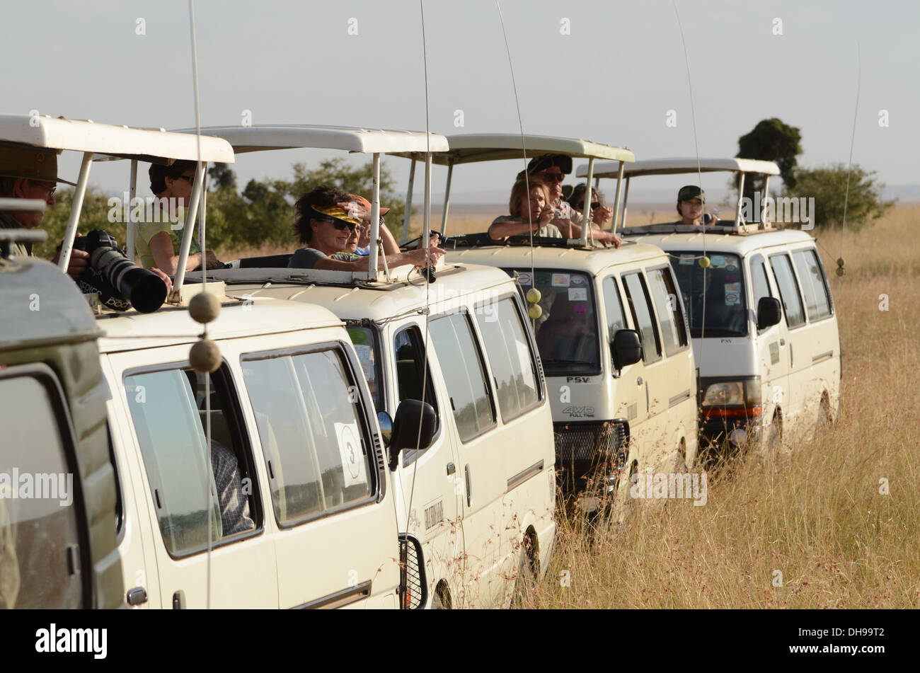 Beobachten Sie eine Löwenfamilie auf Foto-Safari von der Sicherheit des Transporters. Stockfoto