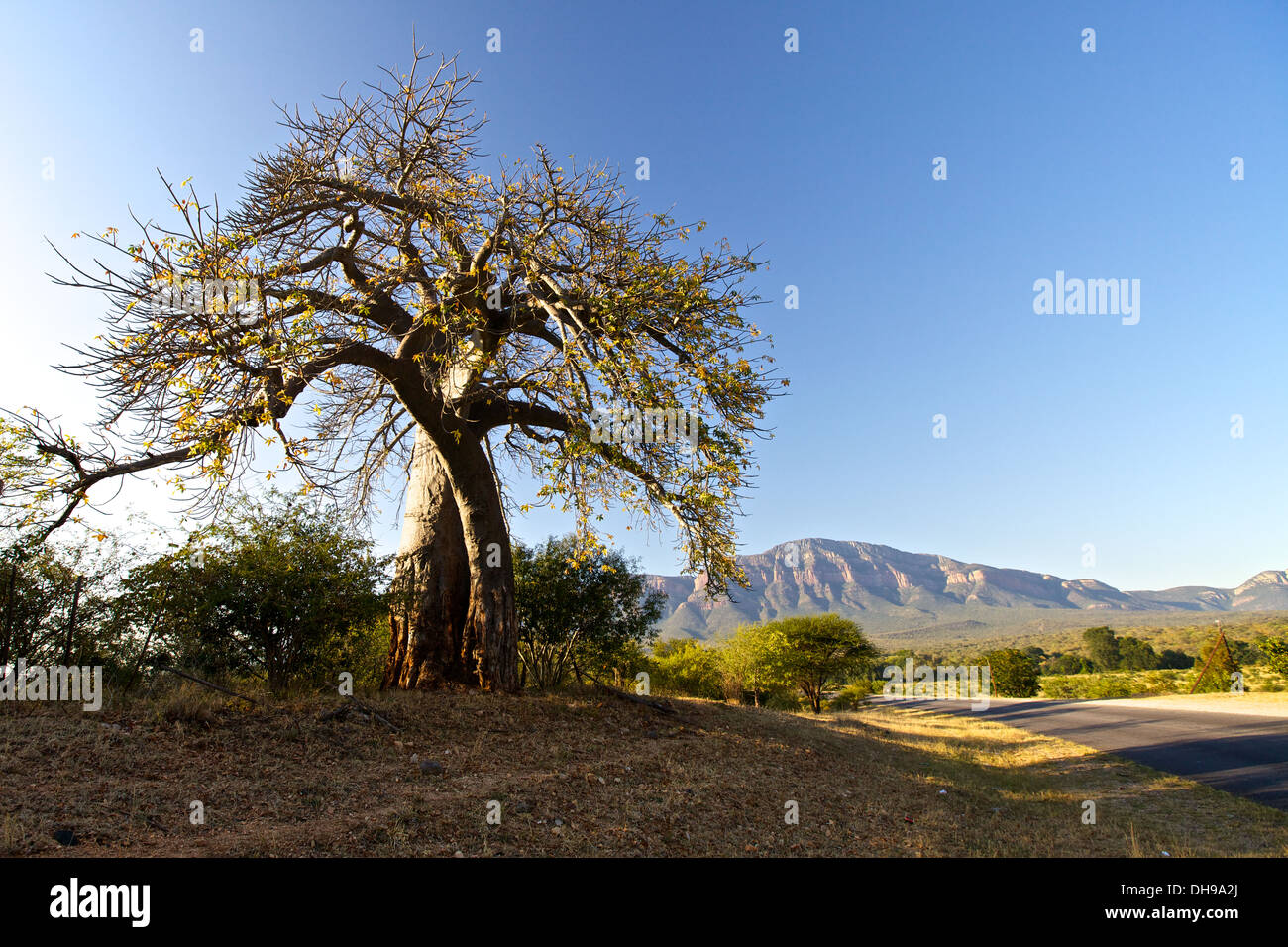 Baobab-Baum in Mpumalanga in Südafrika Stockfoto
