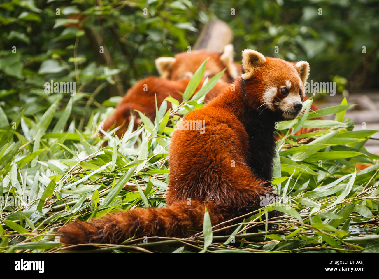 Red panda Bären mit langen gestreiften Schwanz in Chengdu Panda Forschungs-  und Aufzuchtstation sichuan China Stockfotografie - Alamy