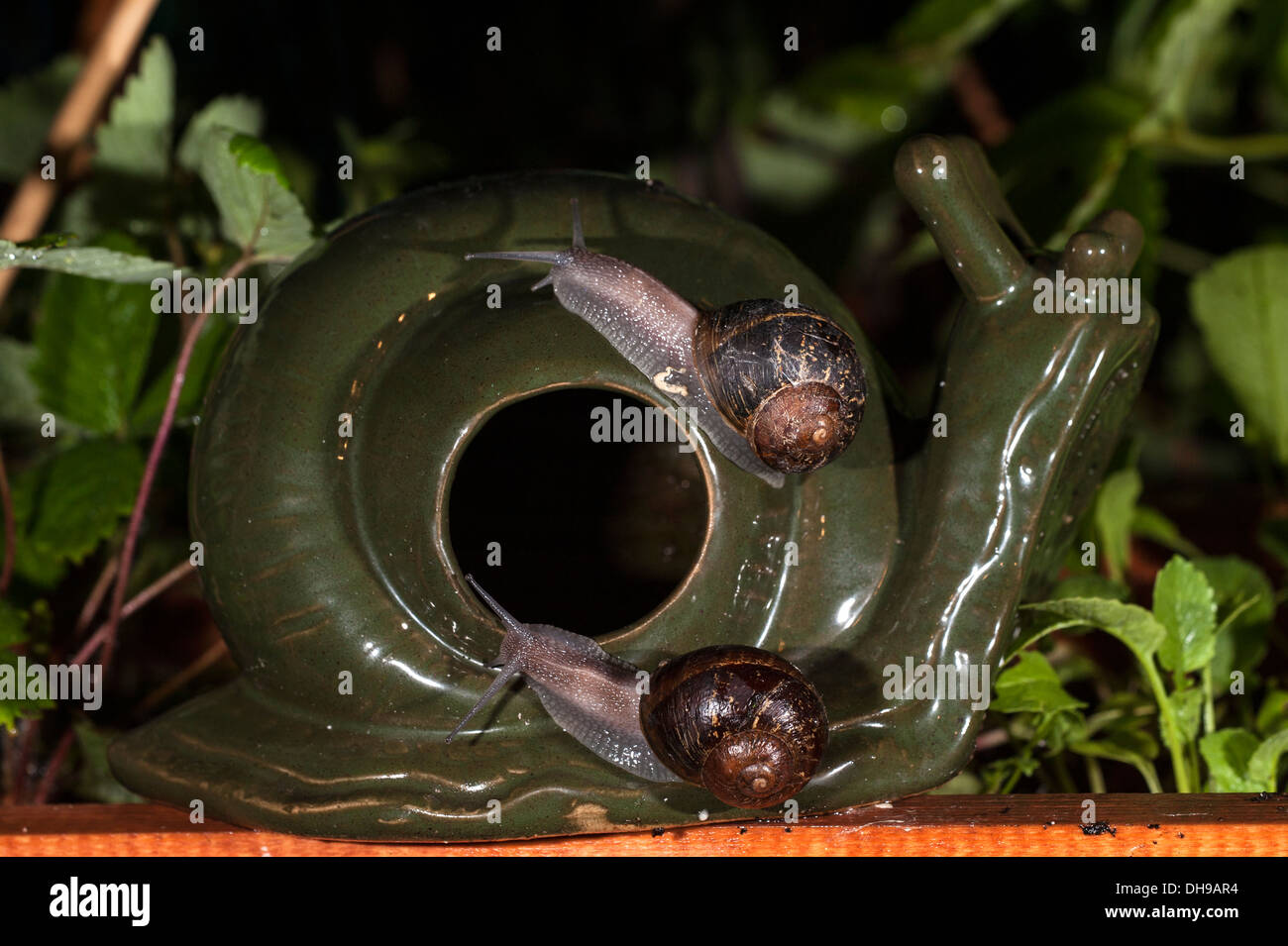 Gemeinsamer Garten Schnecken (Helix Aspersa / Cornu Aspersum) gelockt, dekorative Schnecke und Slug Bier Falle im Gemüsegarten in der Nacht Stockfoto