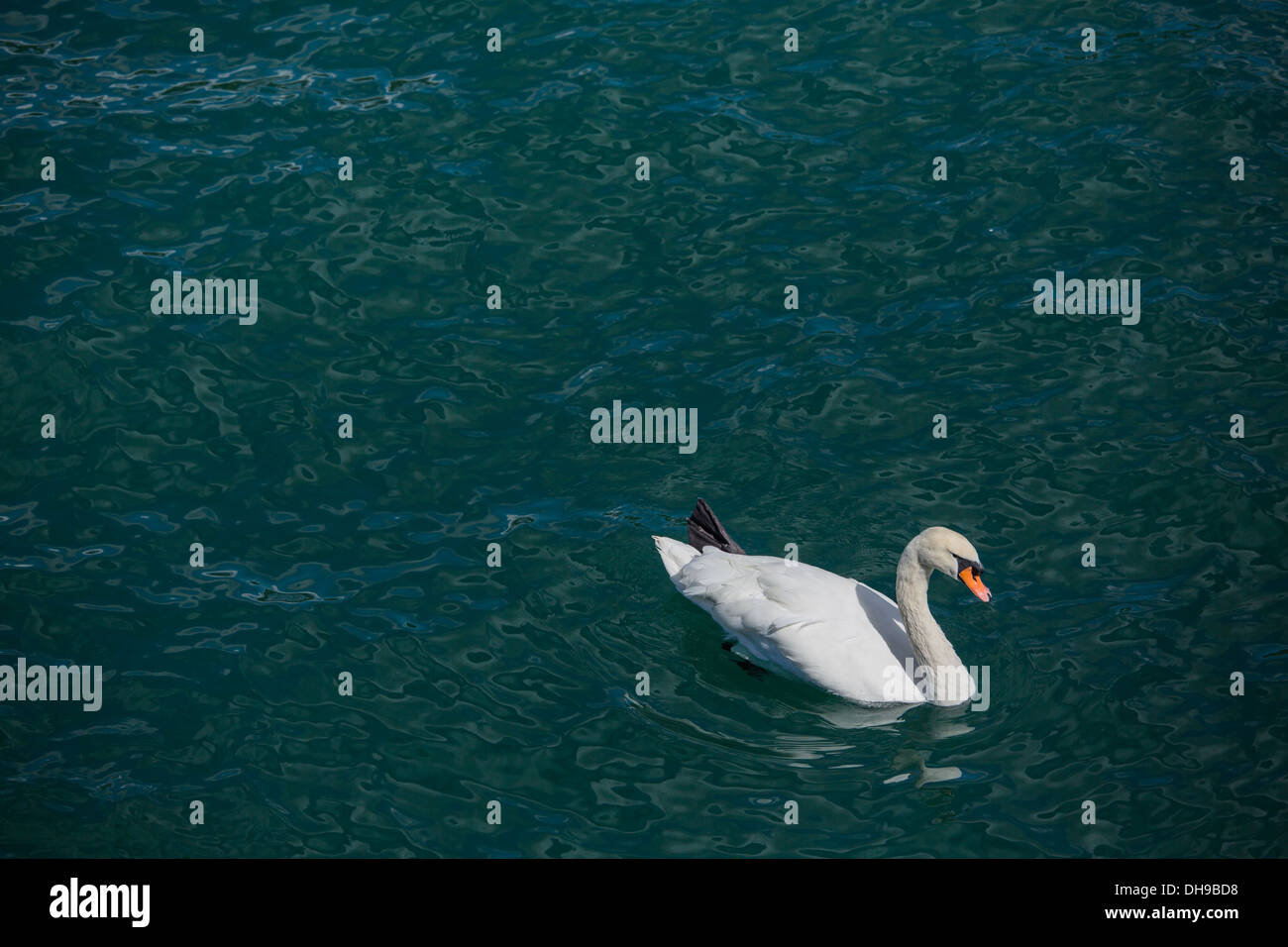 Männliche Schwan auf der Limmat in Zürich Stockfoto