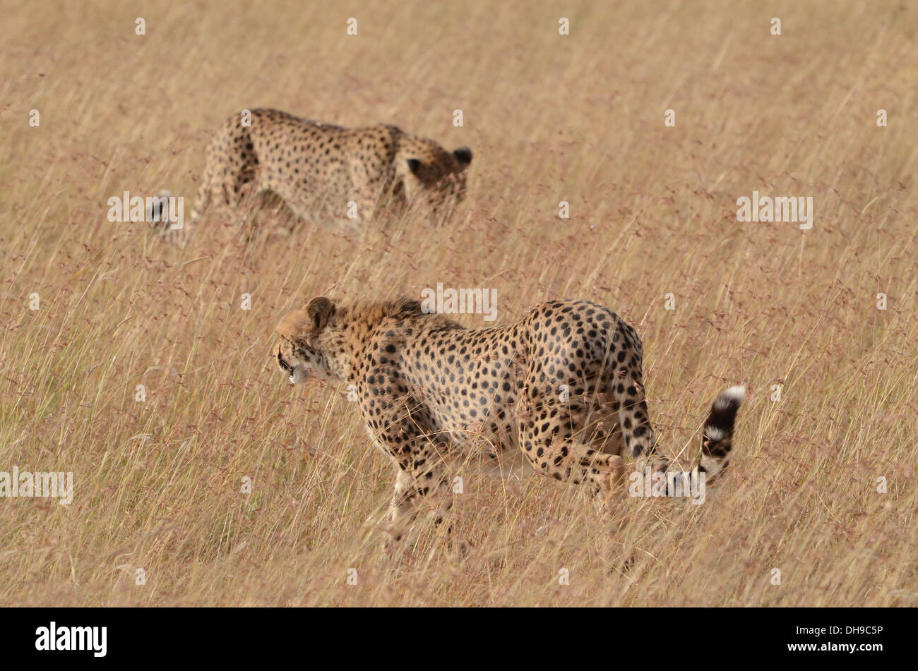 Zwei Geparden zu Fuß hohen Gras in die Masai Mara National Reserve, Februar 2012. Stockfoto