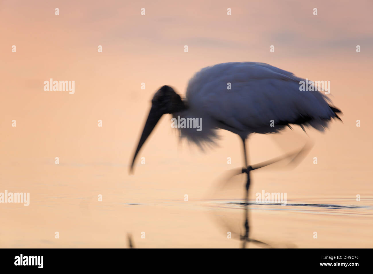 Holz-Storch (Mycteria Americana) in Bewegung bei Sonnenaufgang - Fort Desoto, Florida Stockfoto