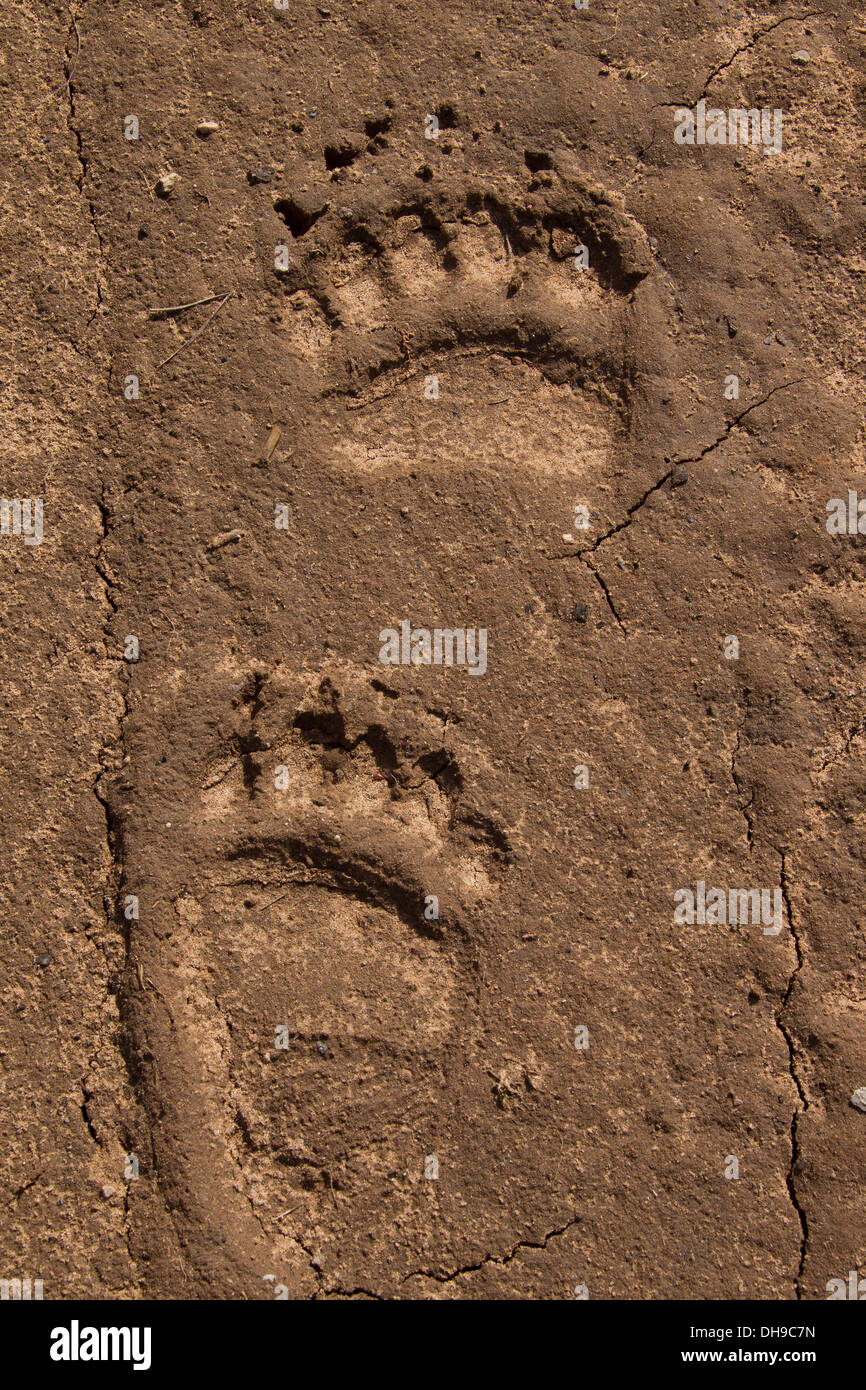Nahaufnahme von Spuren der eurasischen Braunbären (Ursus Arctos Arctos) zeigt Maul und hinteren Bein Spuren im sand Stockfoto