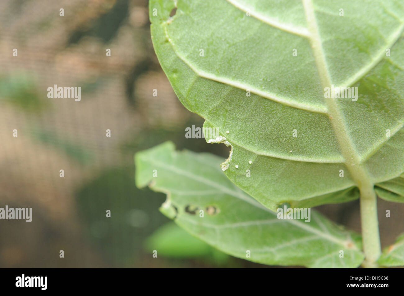 Schmetterling-Eiern auf der Unterseite eines Blattes. Stockfoto
