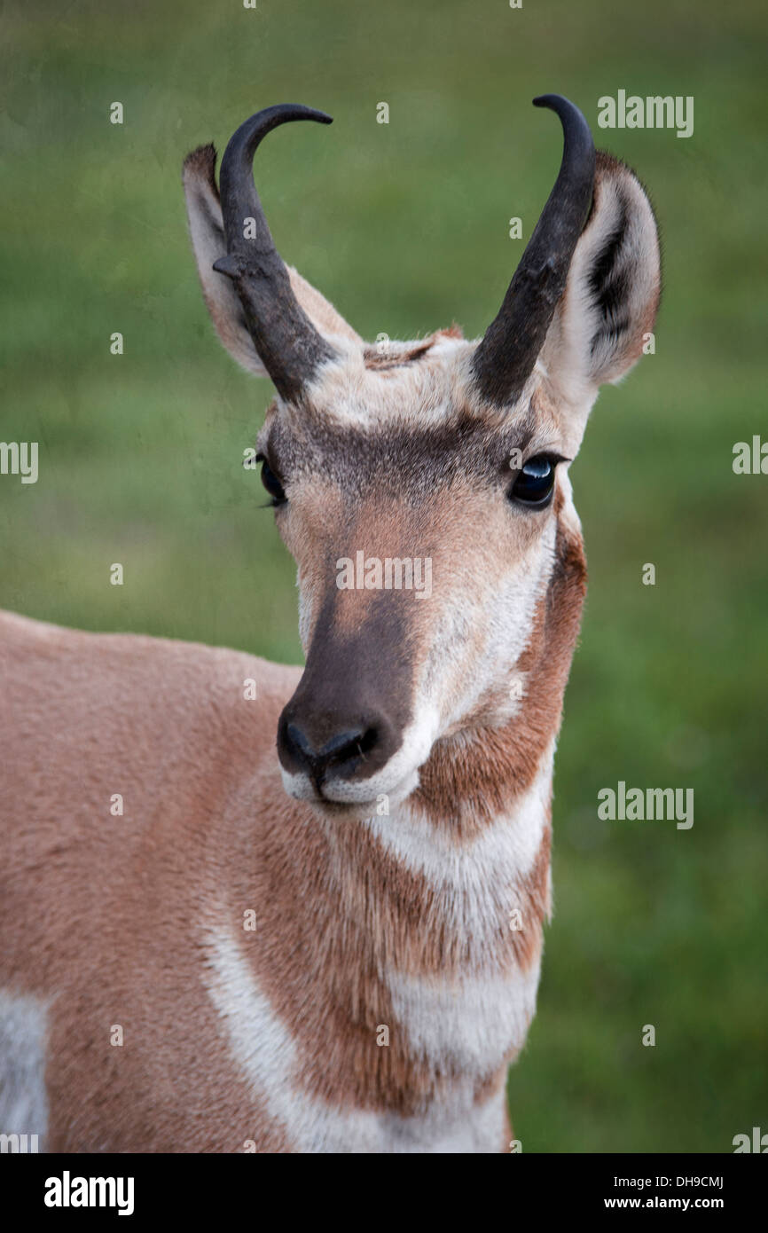 Wildlife Porträt einer Zinke gehörnten Antilopen in South Dakota, Vereinigte Staaten von Amerika Stockfoto