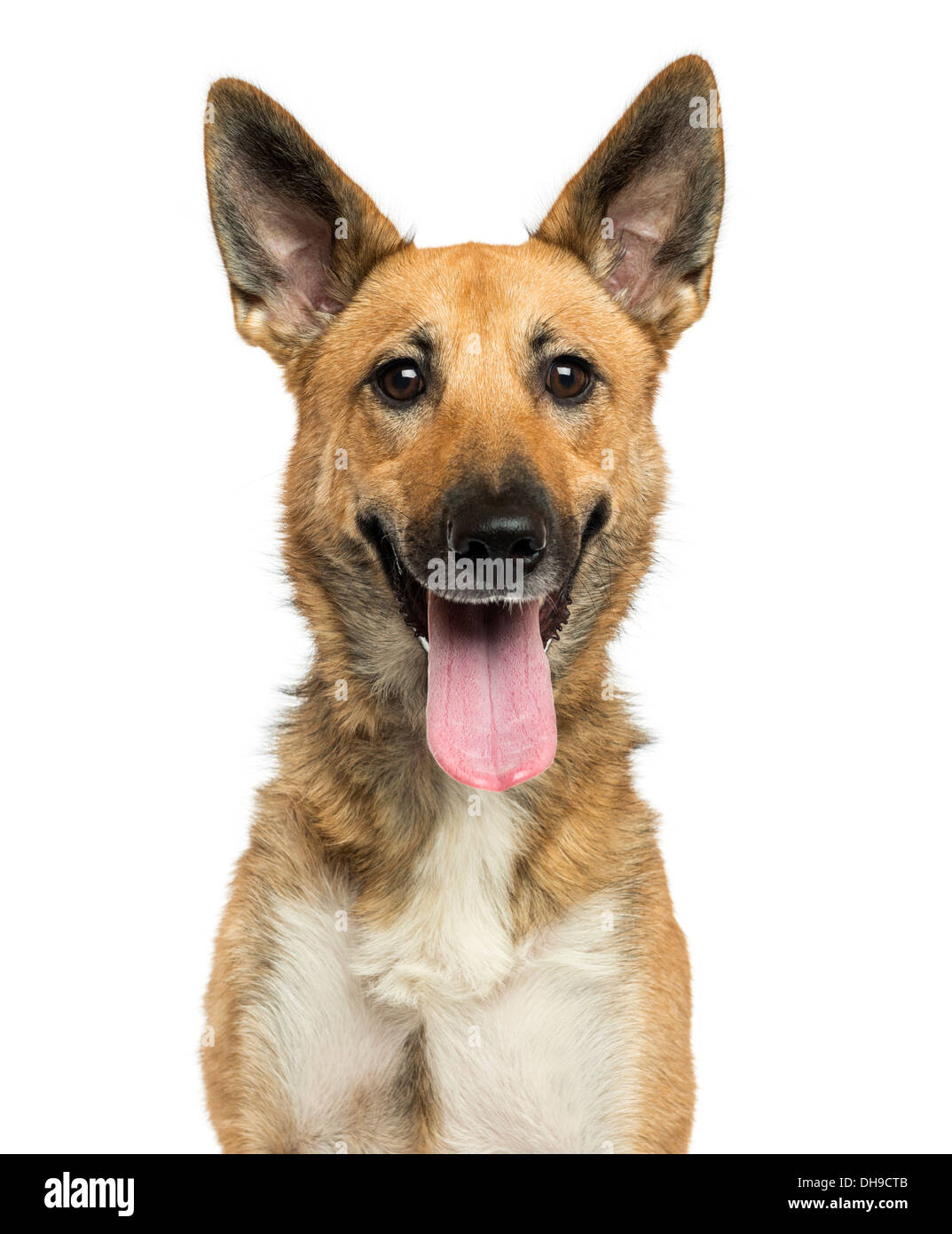 Nahaufnahme von einem belgischen Schäferhund keuchend vor weißem Hintergrund Stockfoto