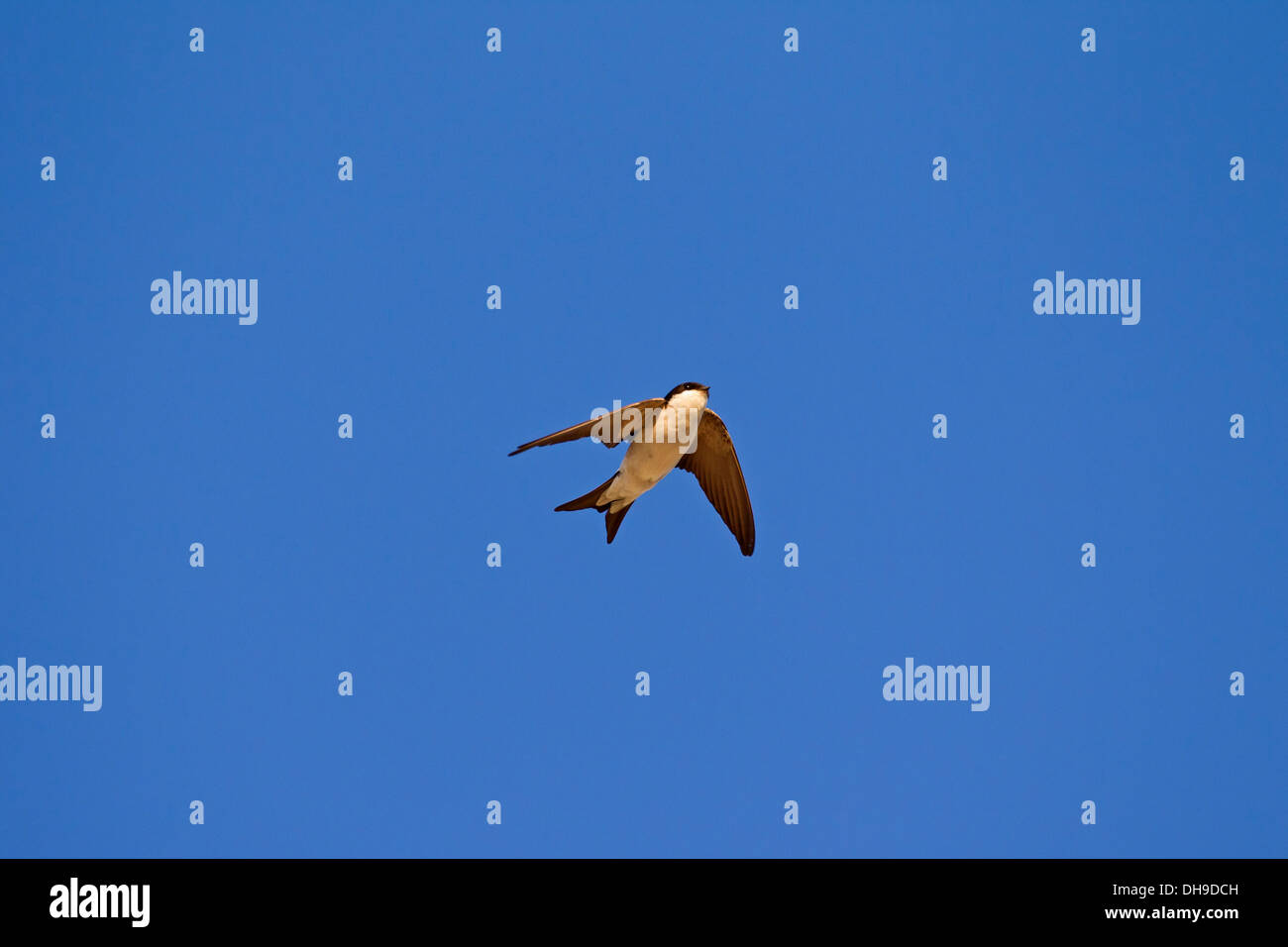 Gemeinsamen Mehlschwalbe (Delichon Urbicum) im Flug gegen blauen Himmel Stockfoto