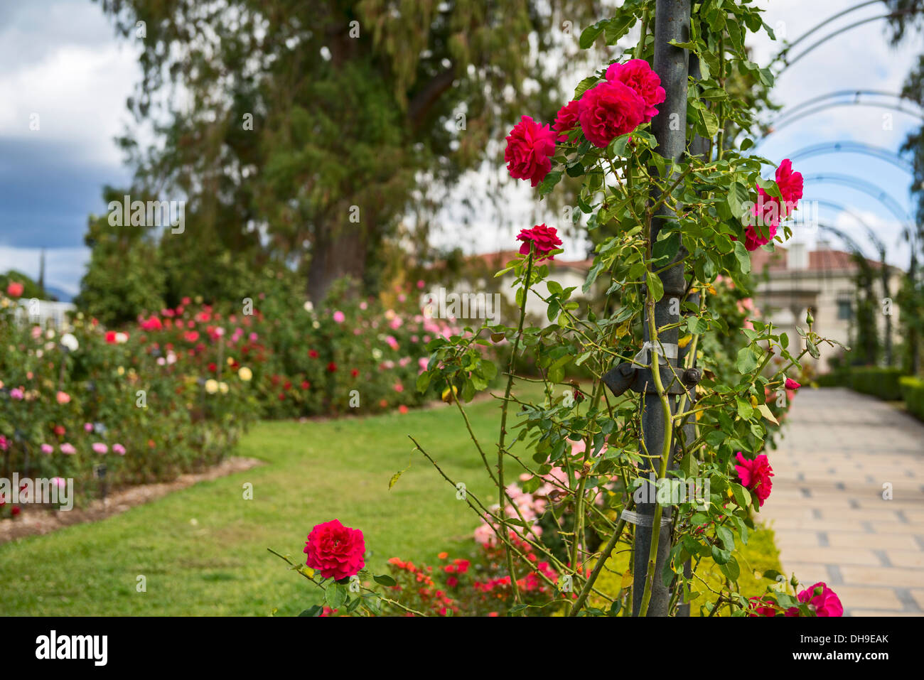 Wunderschönen Rosengarten der Huntington-Bibliothek. Stockfoto