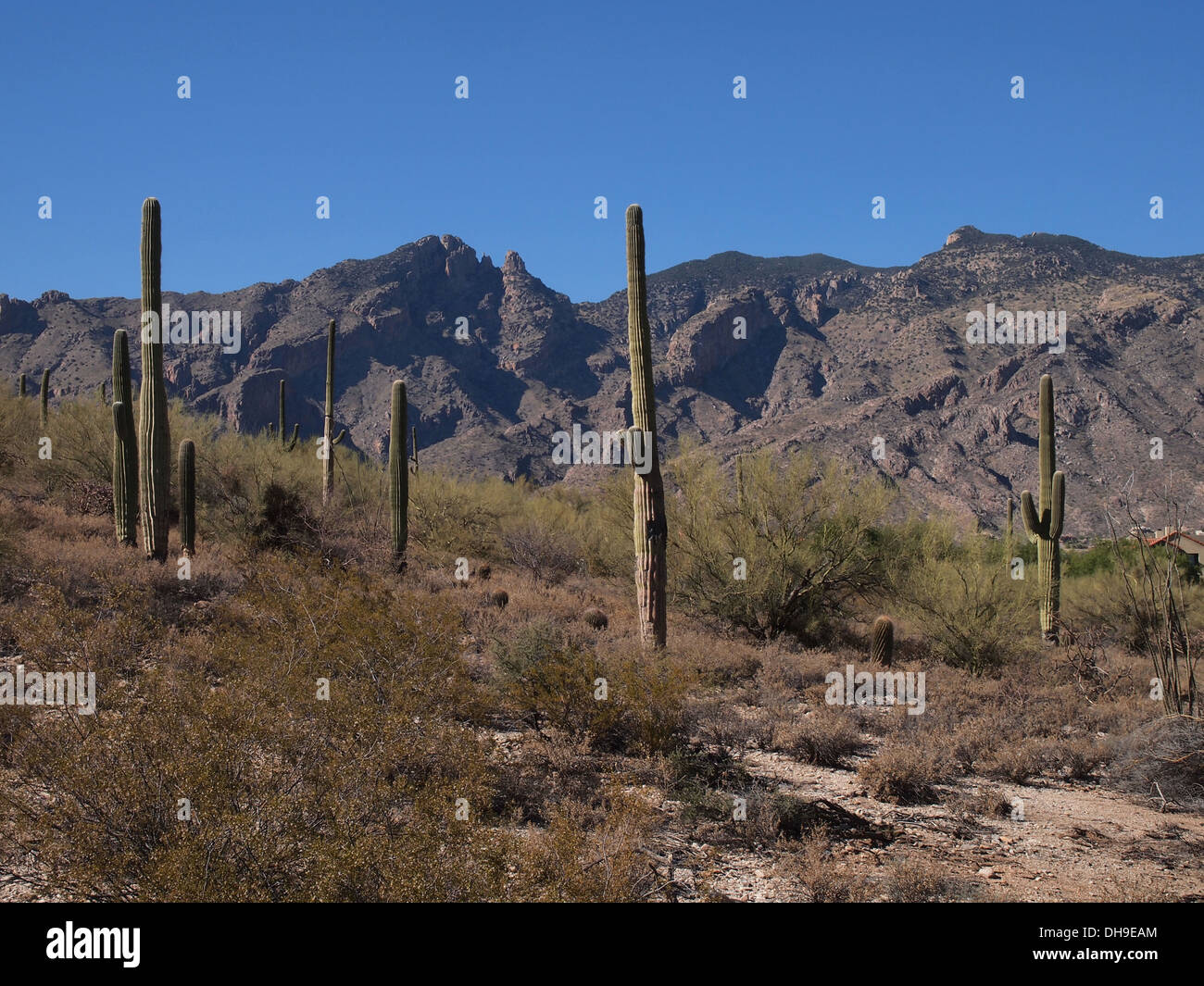 Gegen die Bacdrop der Santa Catalina Mountains, Giant Saguaro Kakteen wachsen wild auf einer Straße in Tucson, Arizona, USA Stockfoto