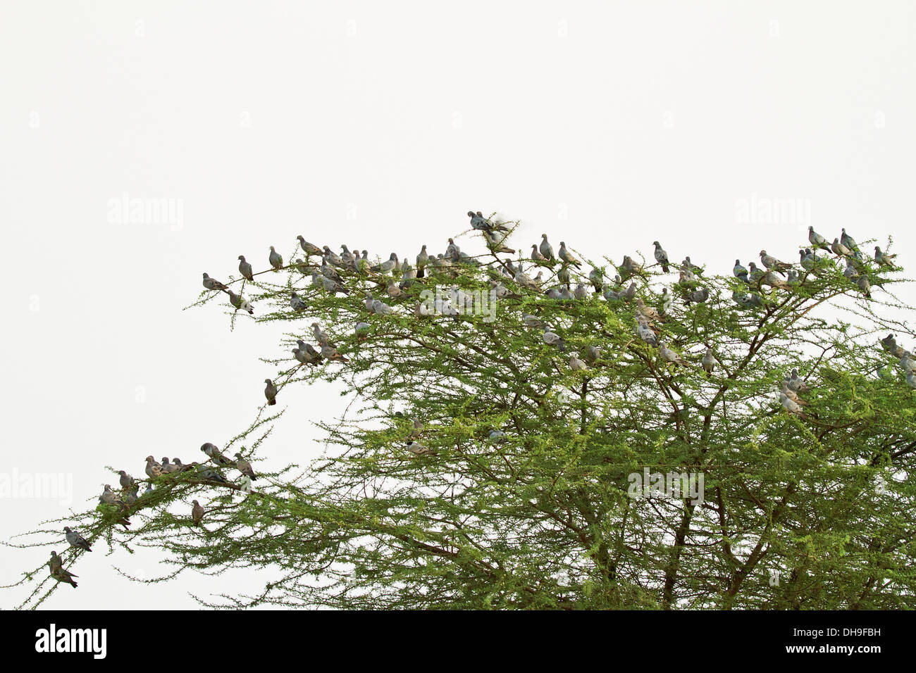 Gelbäugige Taube oder blass-backed Taube (Columba Eversmanni) strömen Stockfoto