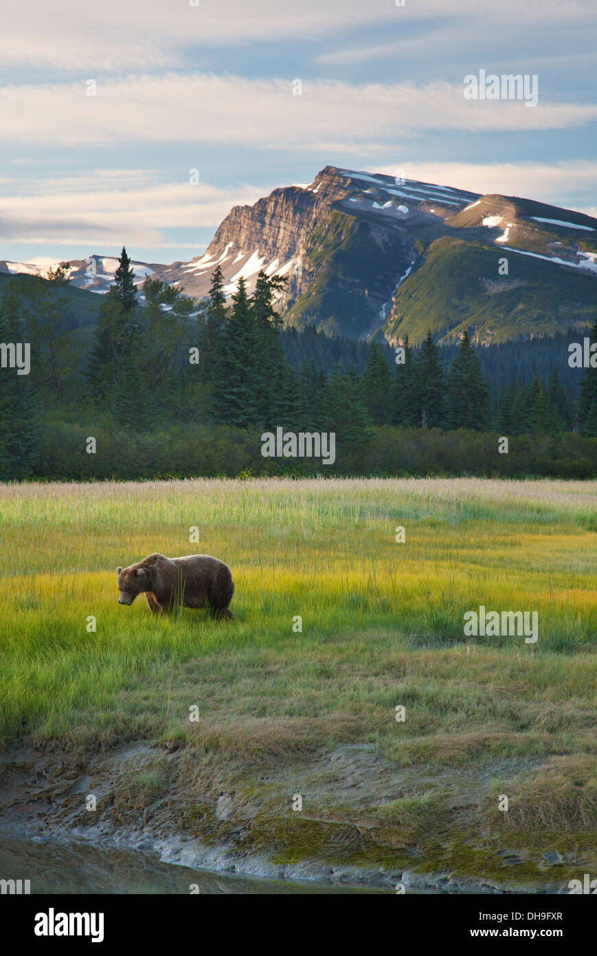 Braun / Grizzly Bear Lake-Clark-Nationalpark, Alaska. Stockfoto