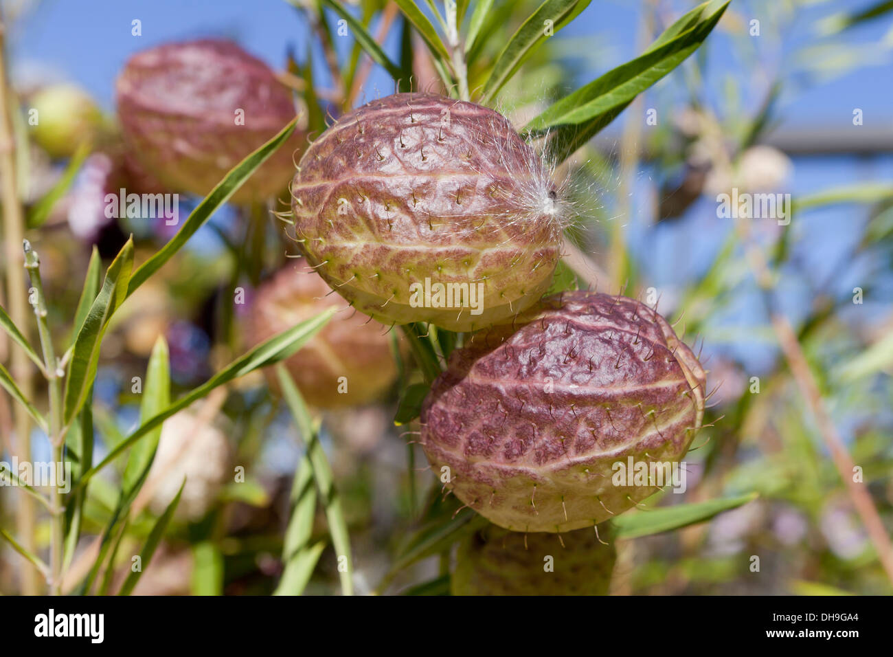 Ballon-Pflanze (Asclepias Physocarpa) Stockfoto