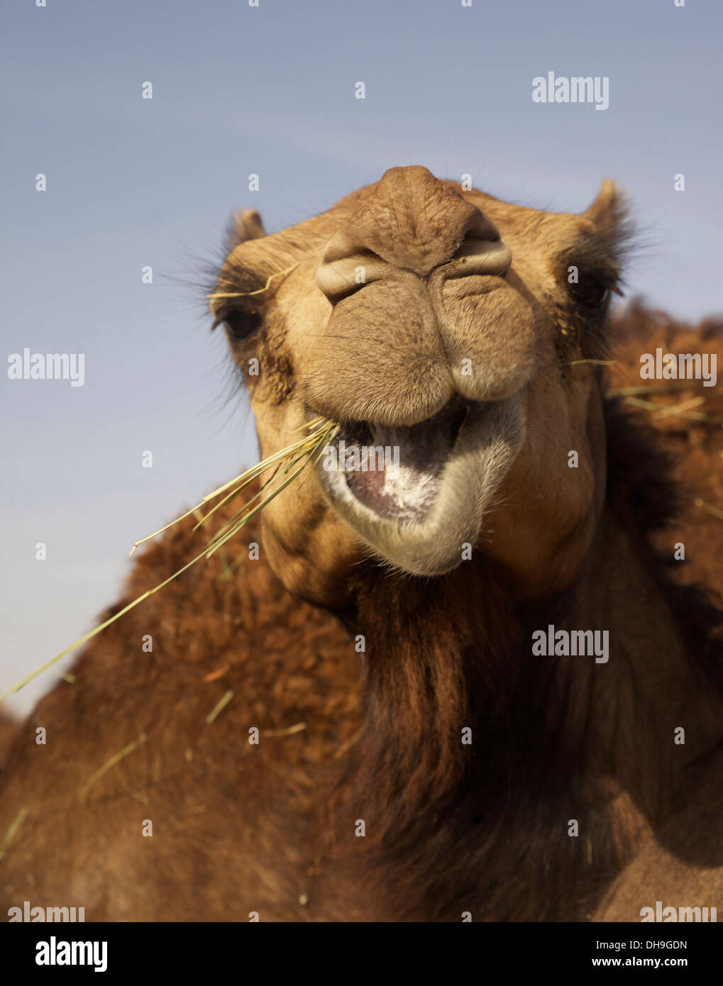 Lächelndes Kamel auf einer Liwa Wüste Camel farm Stockfoto