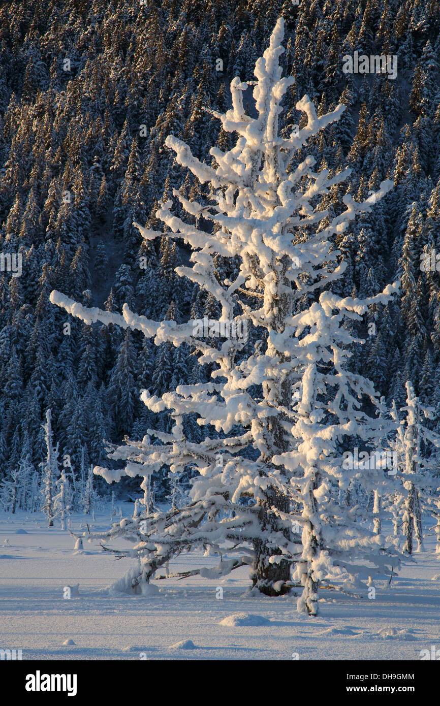 Winter im Chugach National Forest, Alaska. Stockfoto