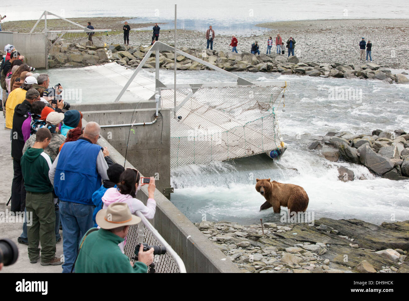 Menschenmenge versammelt sich in der Fischzucht In Valdez, sehen Sie eine weibliche Braunbären Fischerei Buckellachs, Yunan Alaska, Sommer Stockfoto