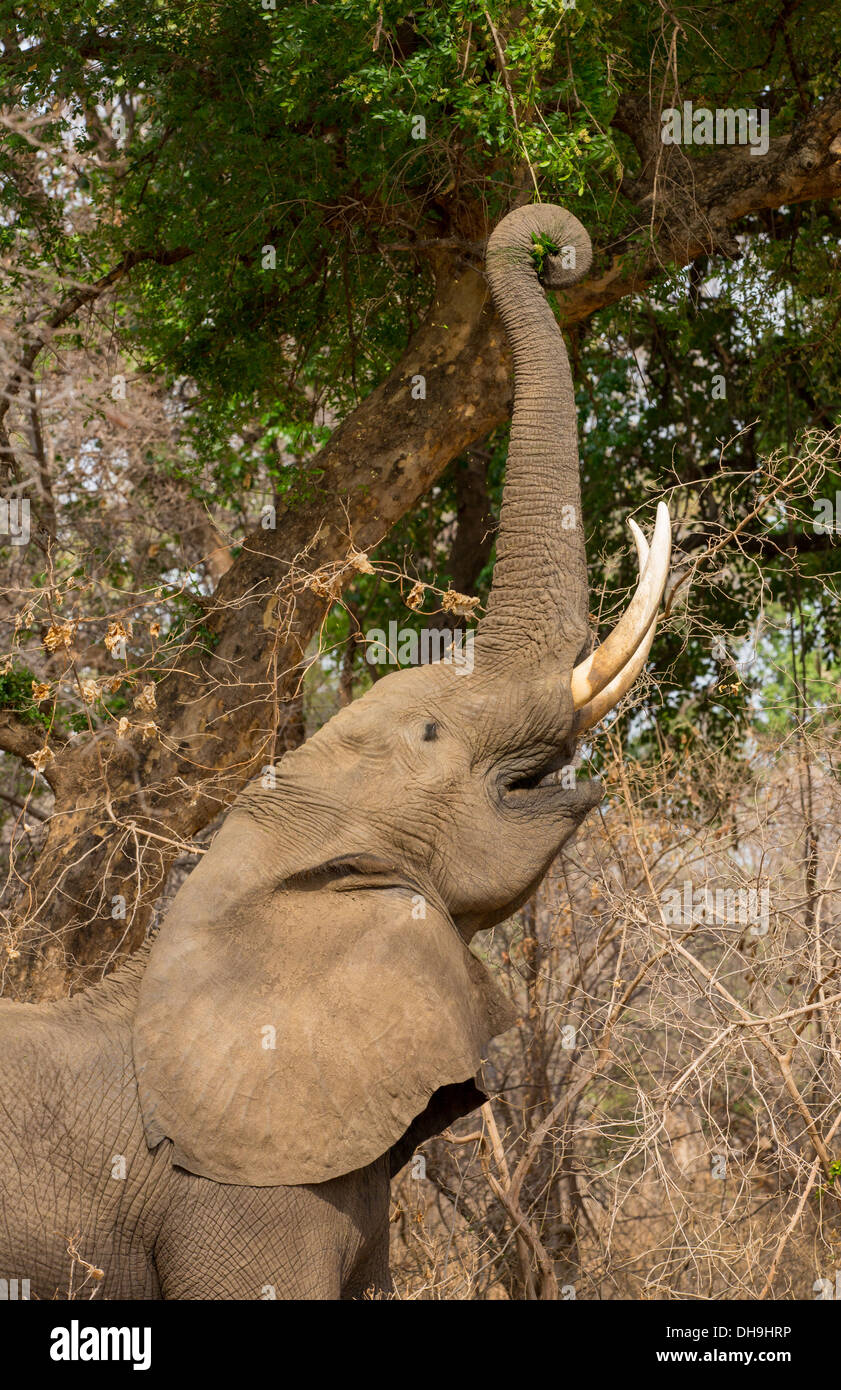 Profil eines afrikanischen Elefanten (Loxodonta Africana) Fütterung, mit Stamm um einen Ast gewellt Stockfoto