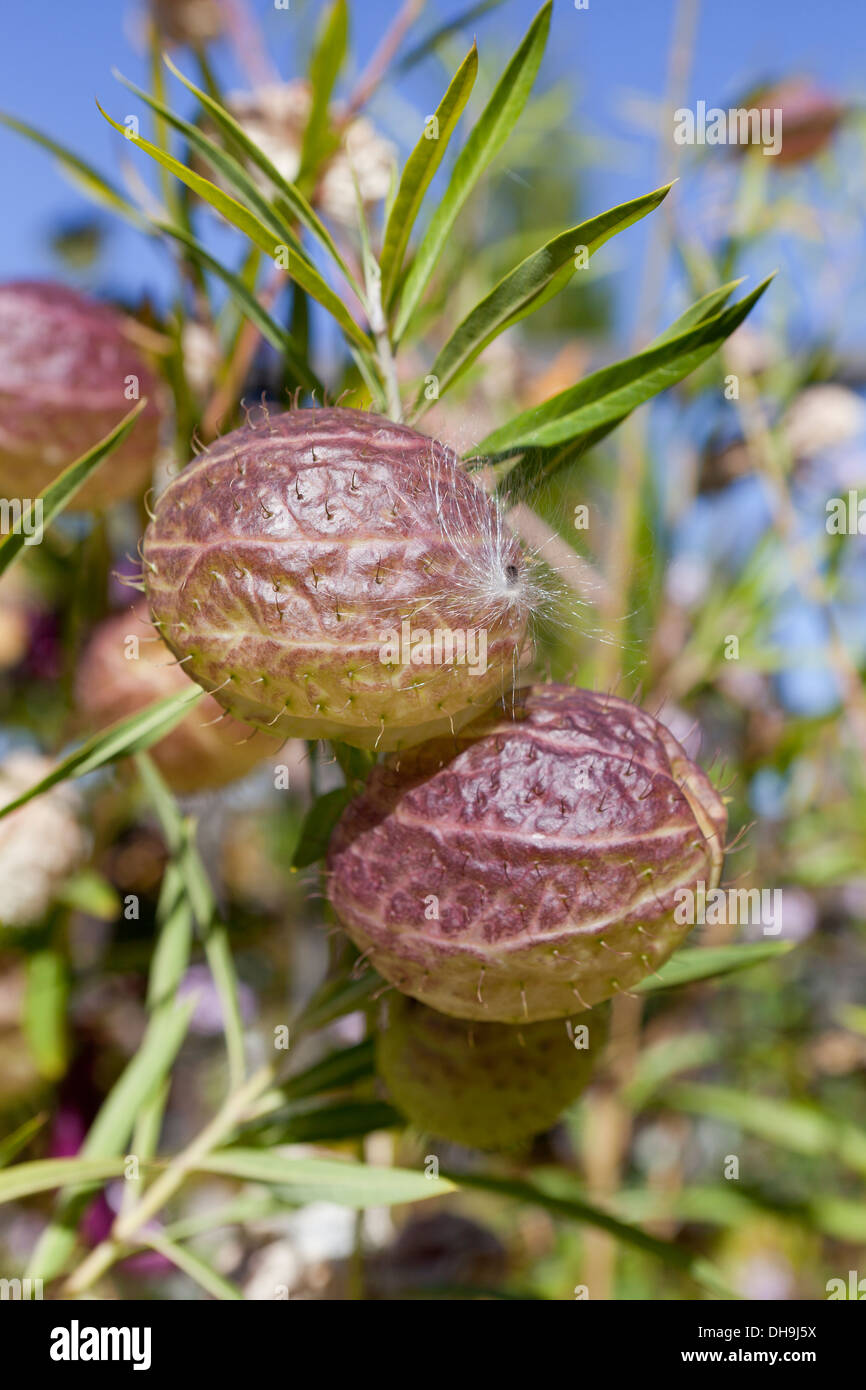 Ballon-Pflanze (Asclepias Physocarpa) Stockfoto