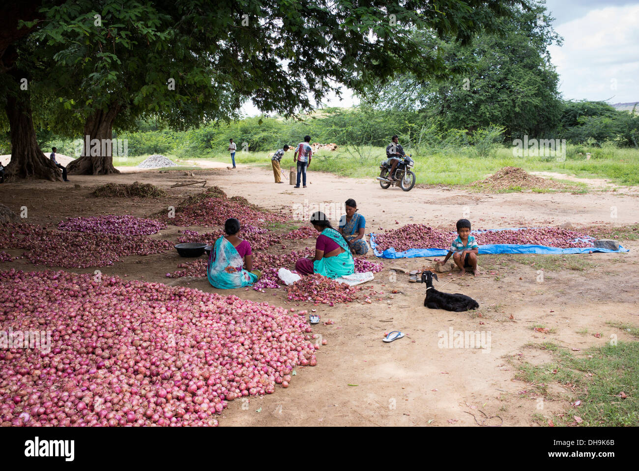 Ländliche Indianerdorf Frauen arbeiten, topping und beschatten rote Zwiebeln von Hand auf dem Lande geerntet. Andhra Pradesh. Indien Stockfoto