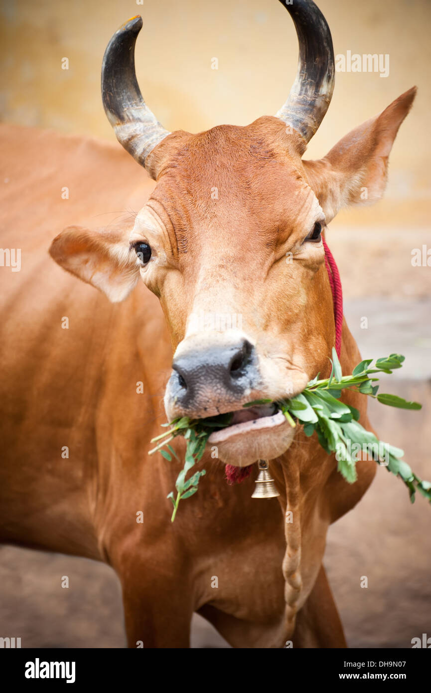 Heilige indische Kuh Essen Rasen. Süd-Indien, Tamil Nadu, Stockfoto