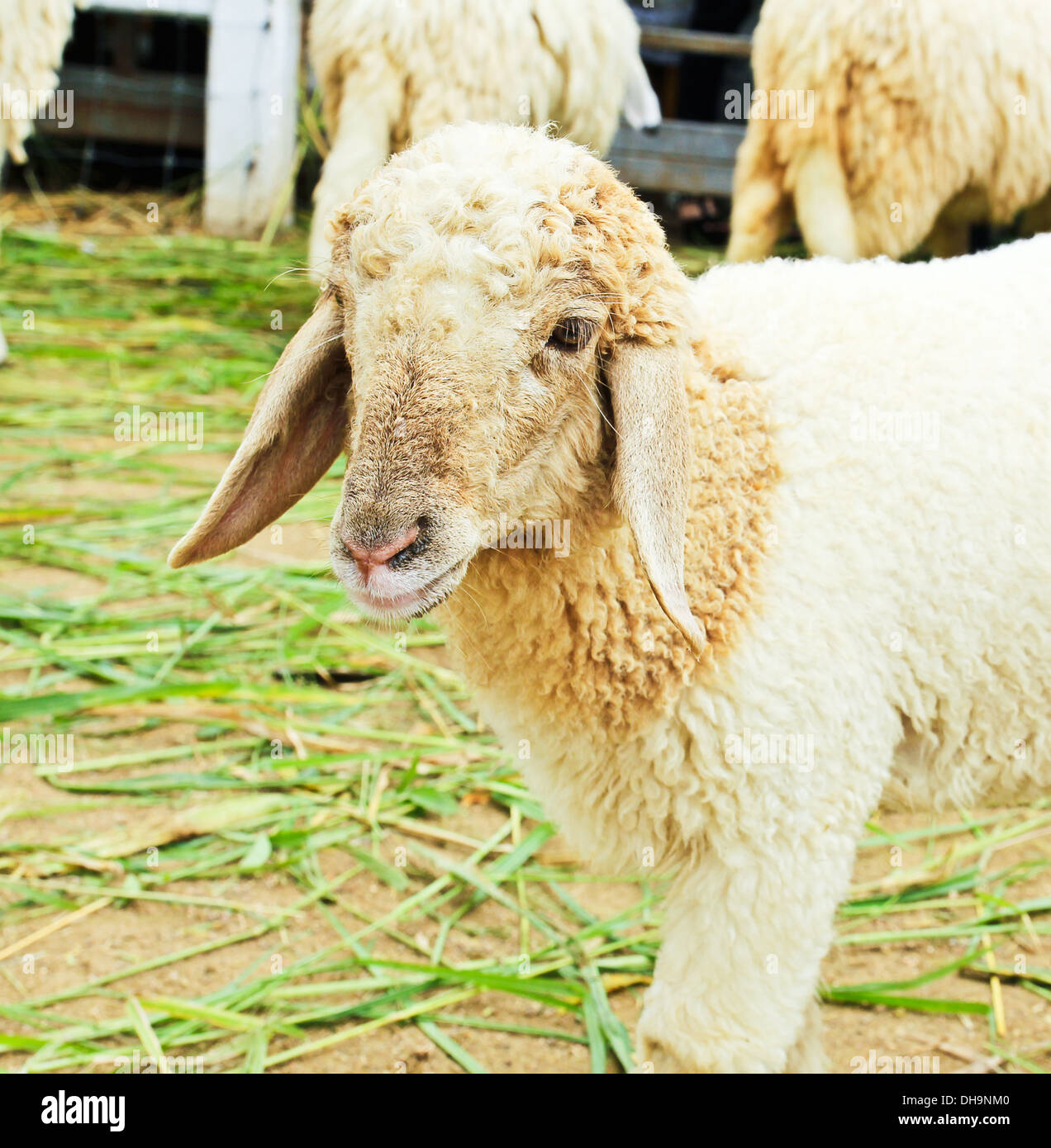 Schafe portrait Stockfoto