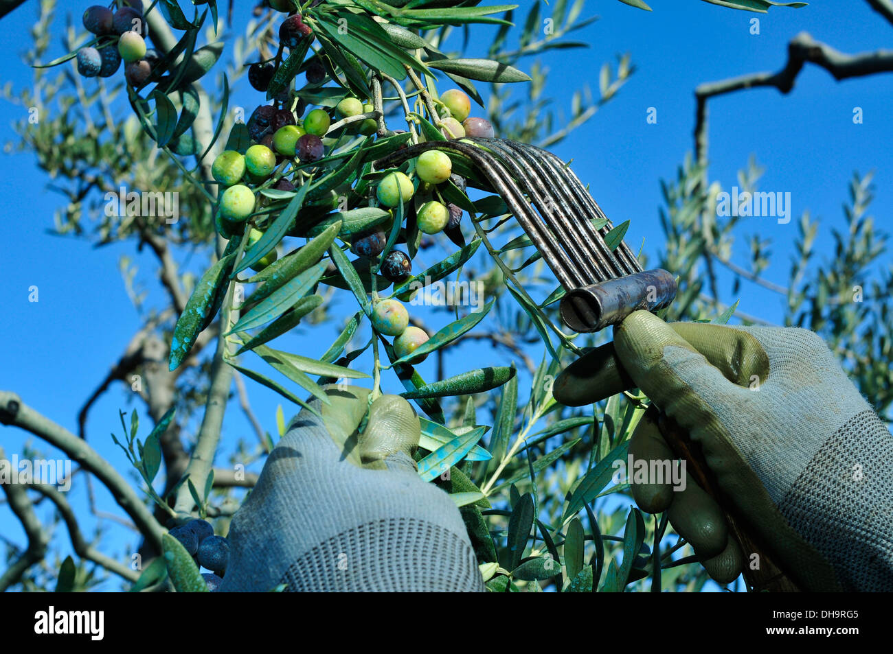Ernte Arbequina-Oliven in einem Olivenhain in Katalonien, Spanien  Stockfotografie - Alamy