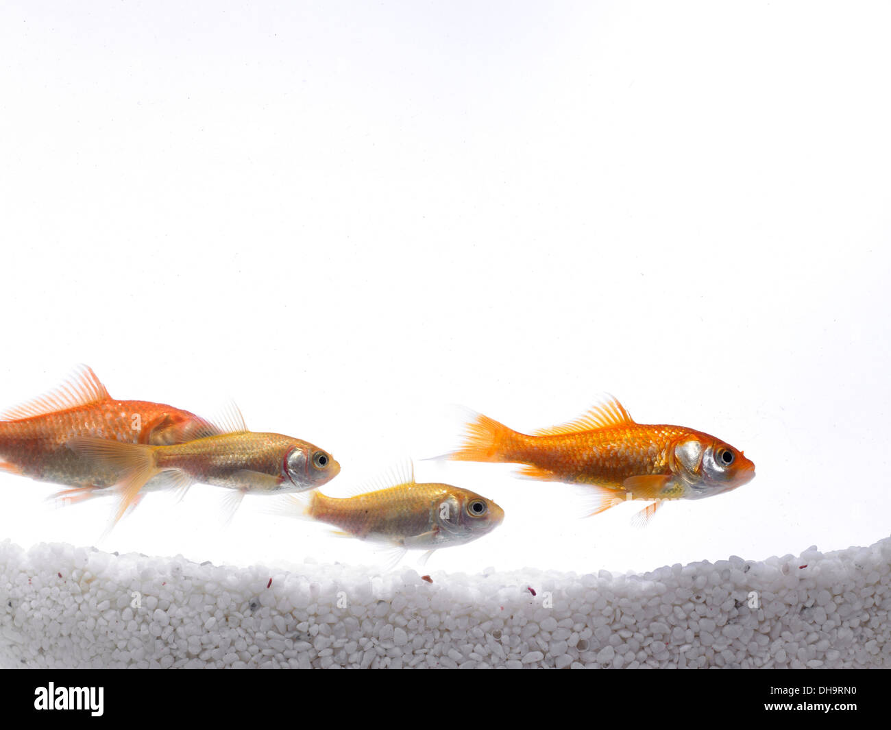 Drei Goldfische Schwimmen im Wasser Stockfoto