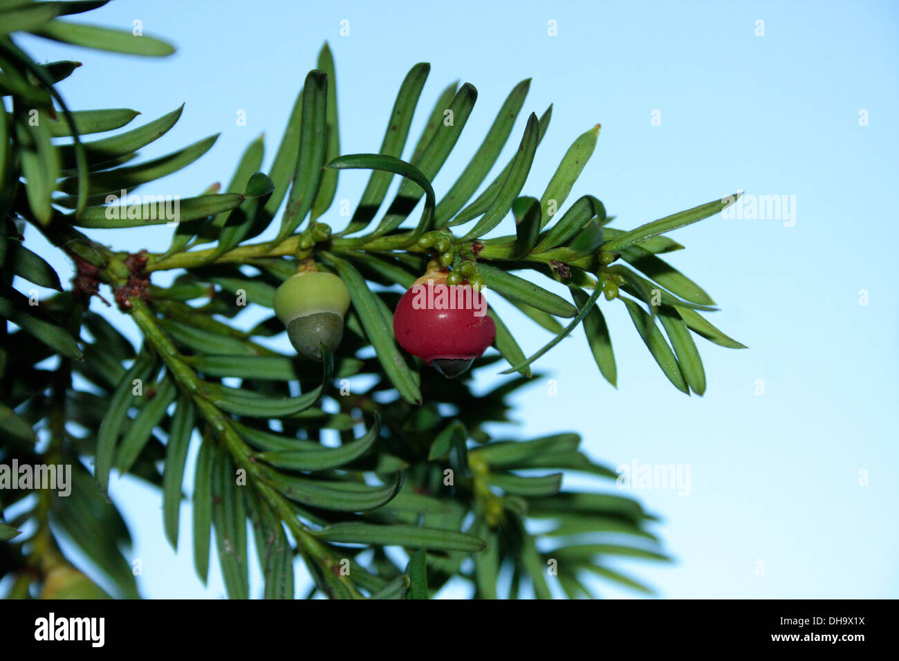 Eibe Baum Beeren Stockfoto