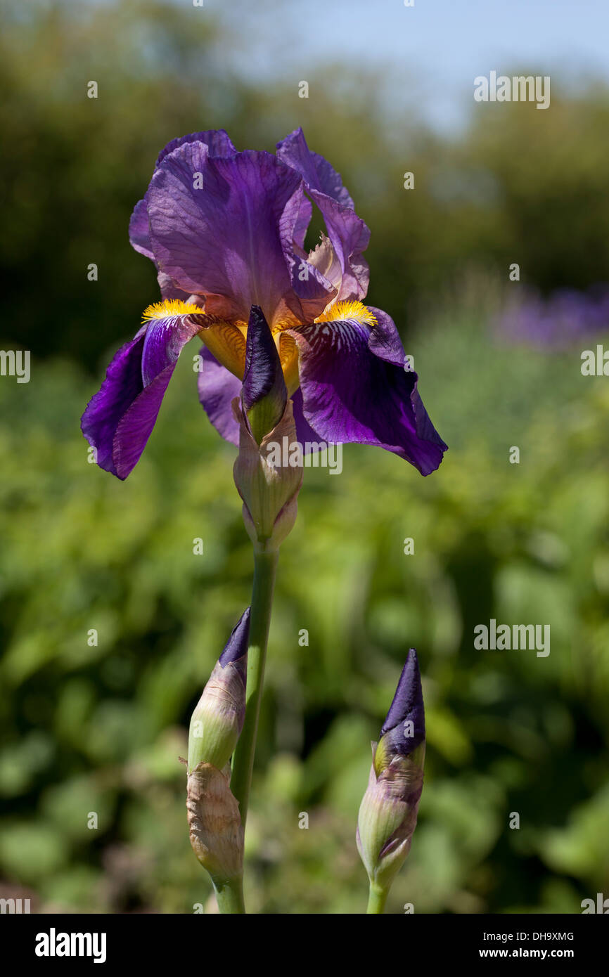 Iris "Alcazar" Stockfoto