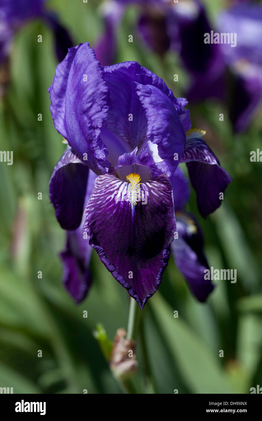 Iris Stockfoto