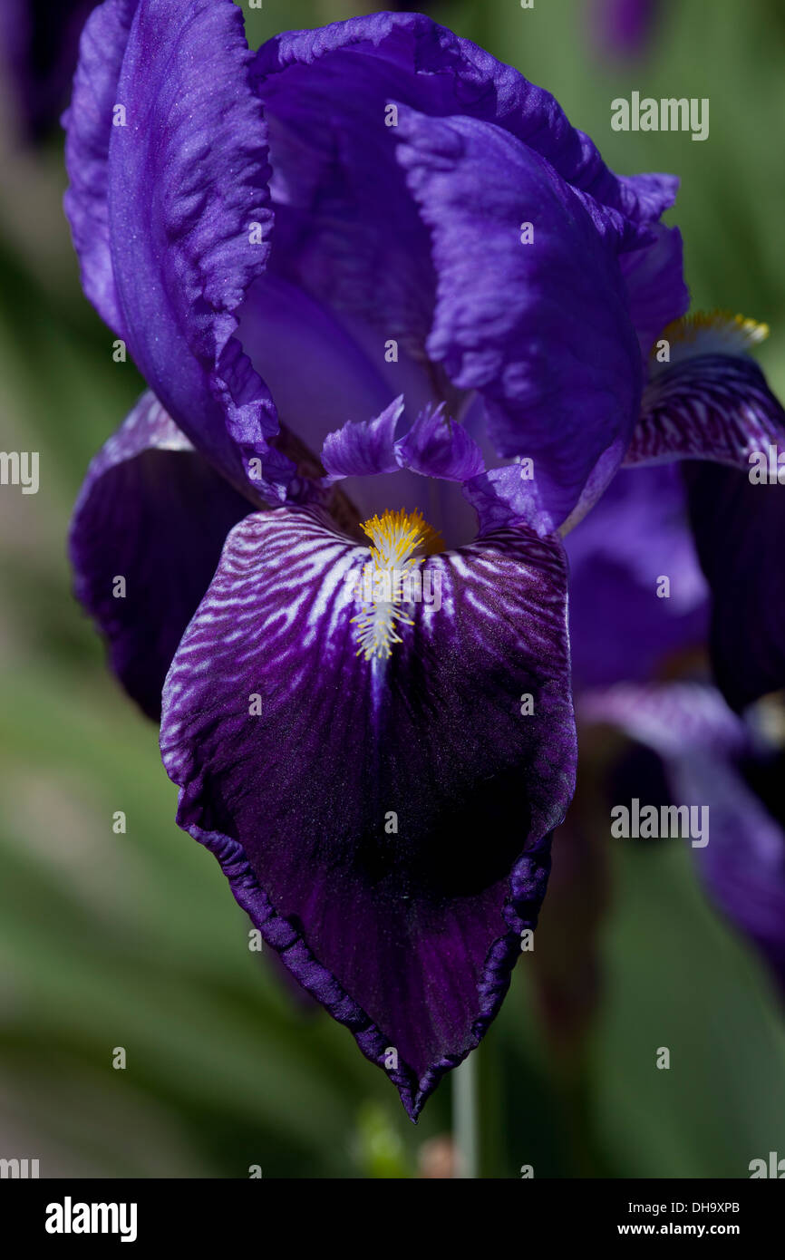 Iris Stockfoto