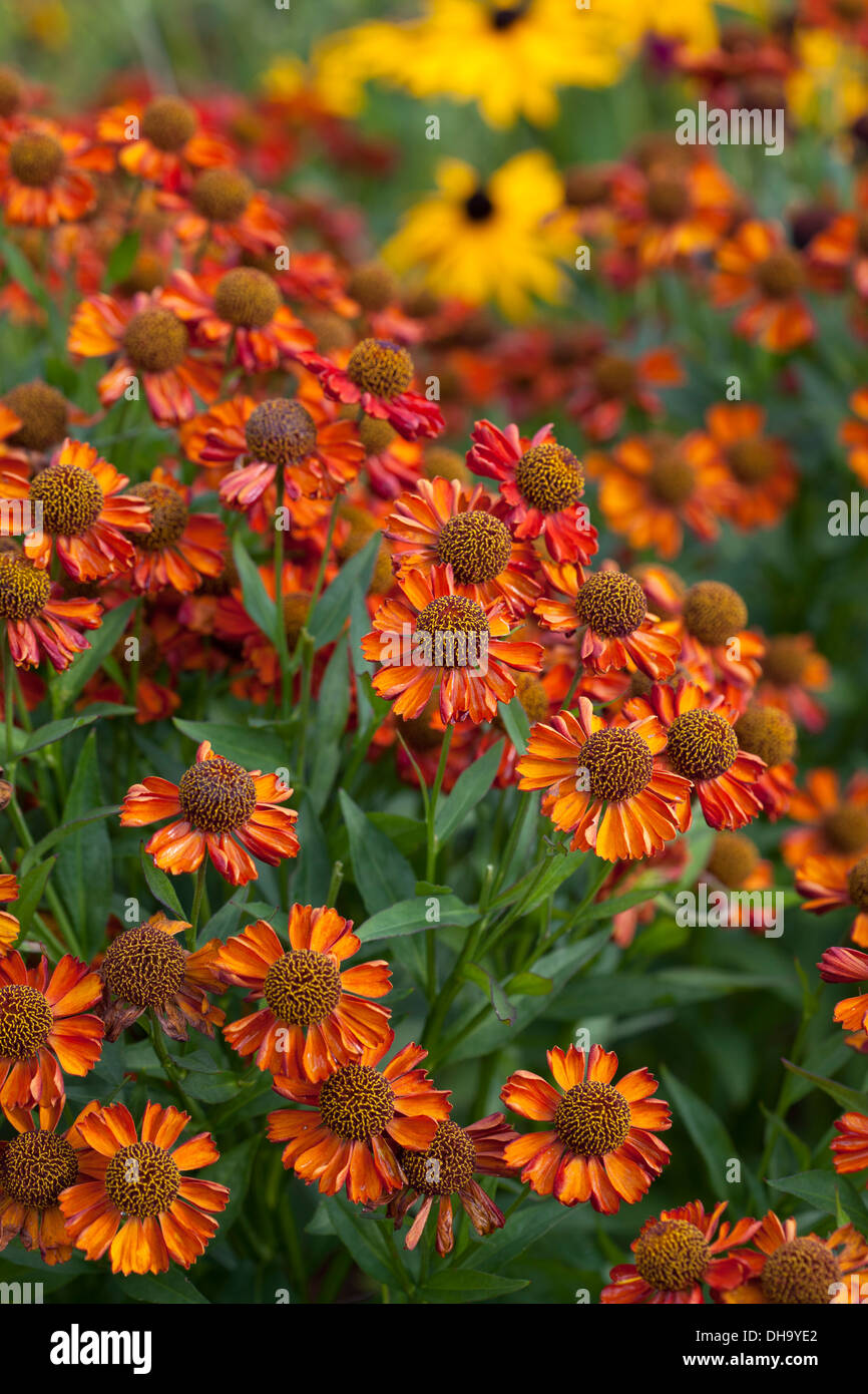 Helenium "Heiße Lava" Stockfoto