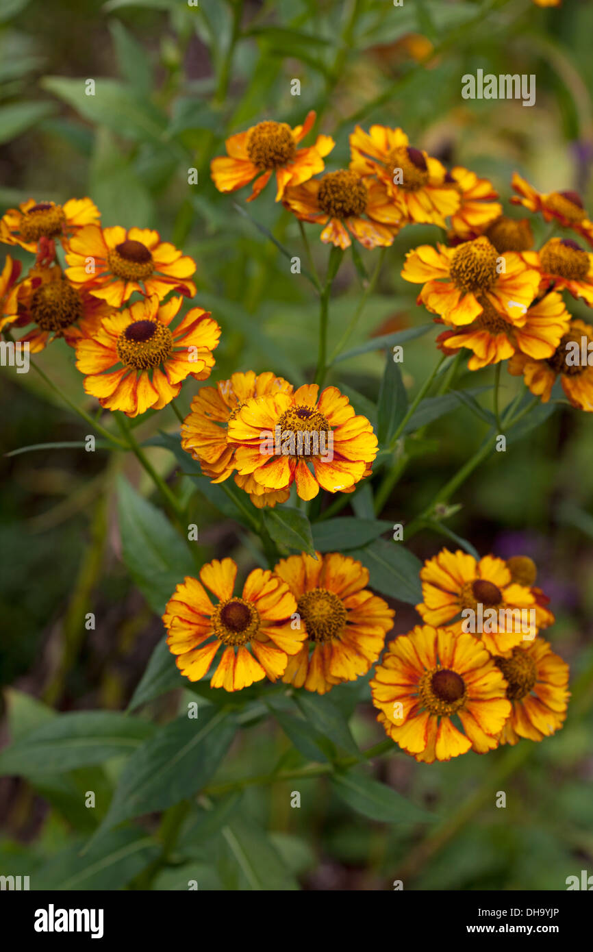 Helenium "Can-Can" Stockfoto