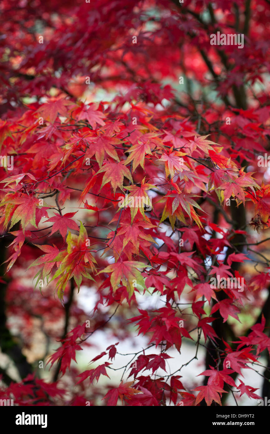 Acer Palmatum im Oktober Stockfoto