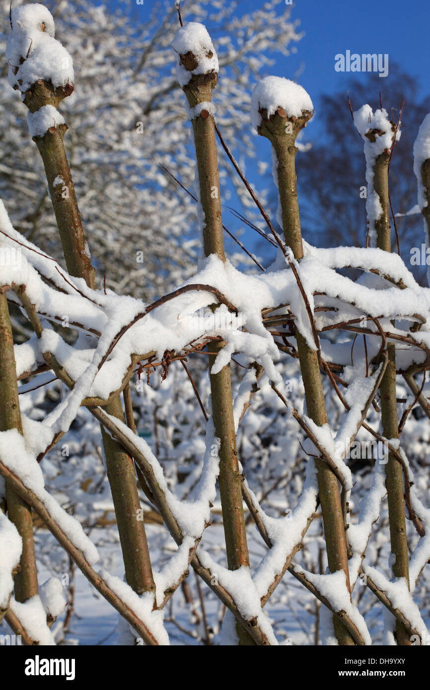 Lebende Weiden Spalier im winter Stockfoto