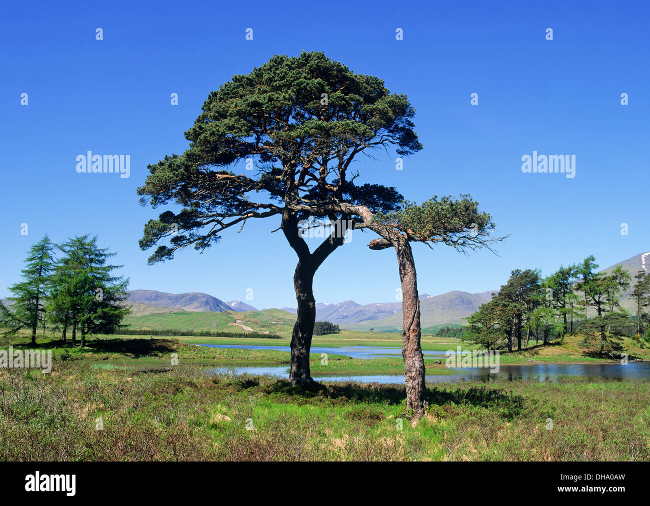 Waldkiefern, Loch Tulla, Argyll, Schottland. Stockfoto